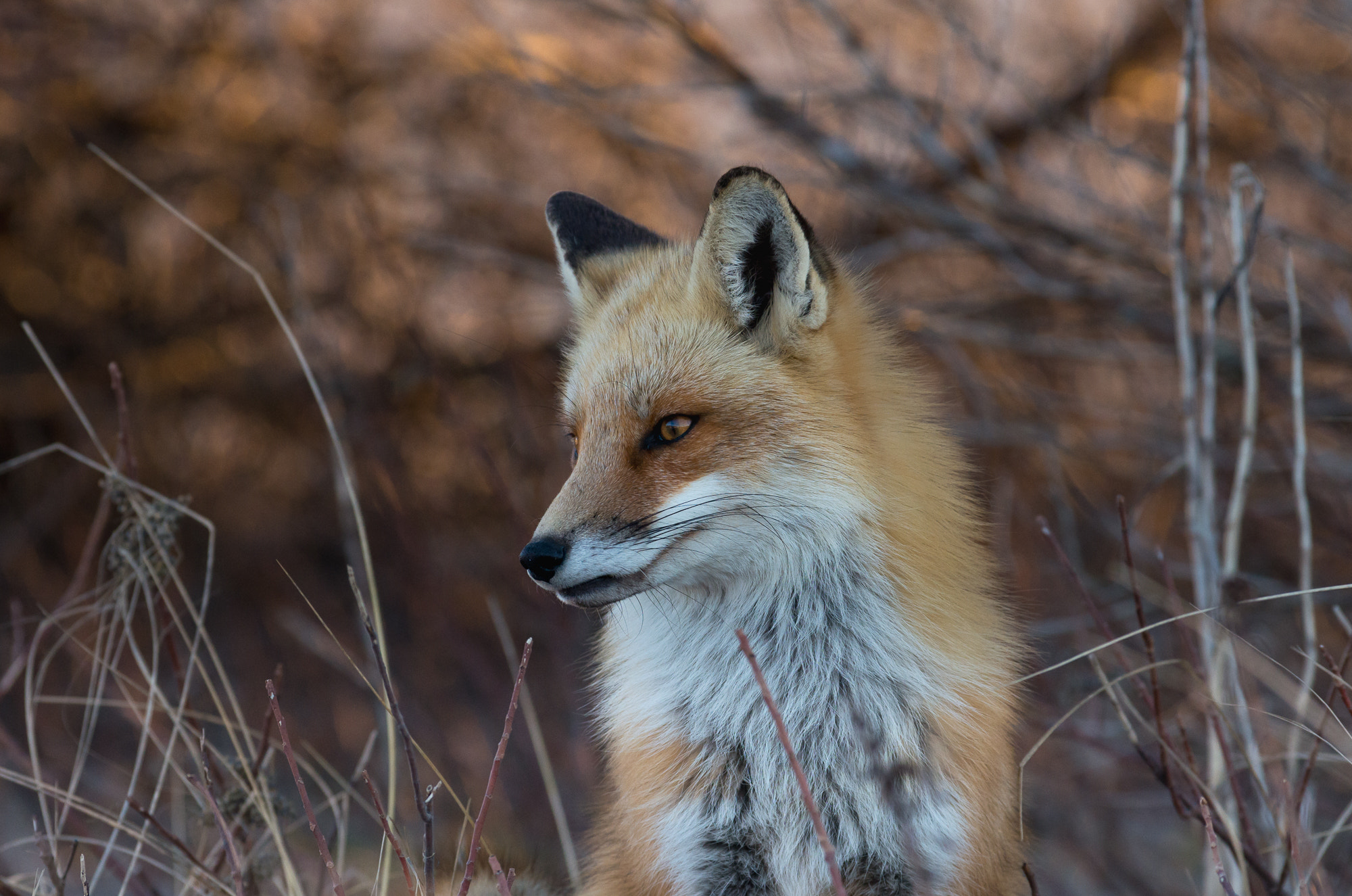 Pentax smc DA* 300mm F4.0 ED (IF) SDM sample photo. Fox island photography