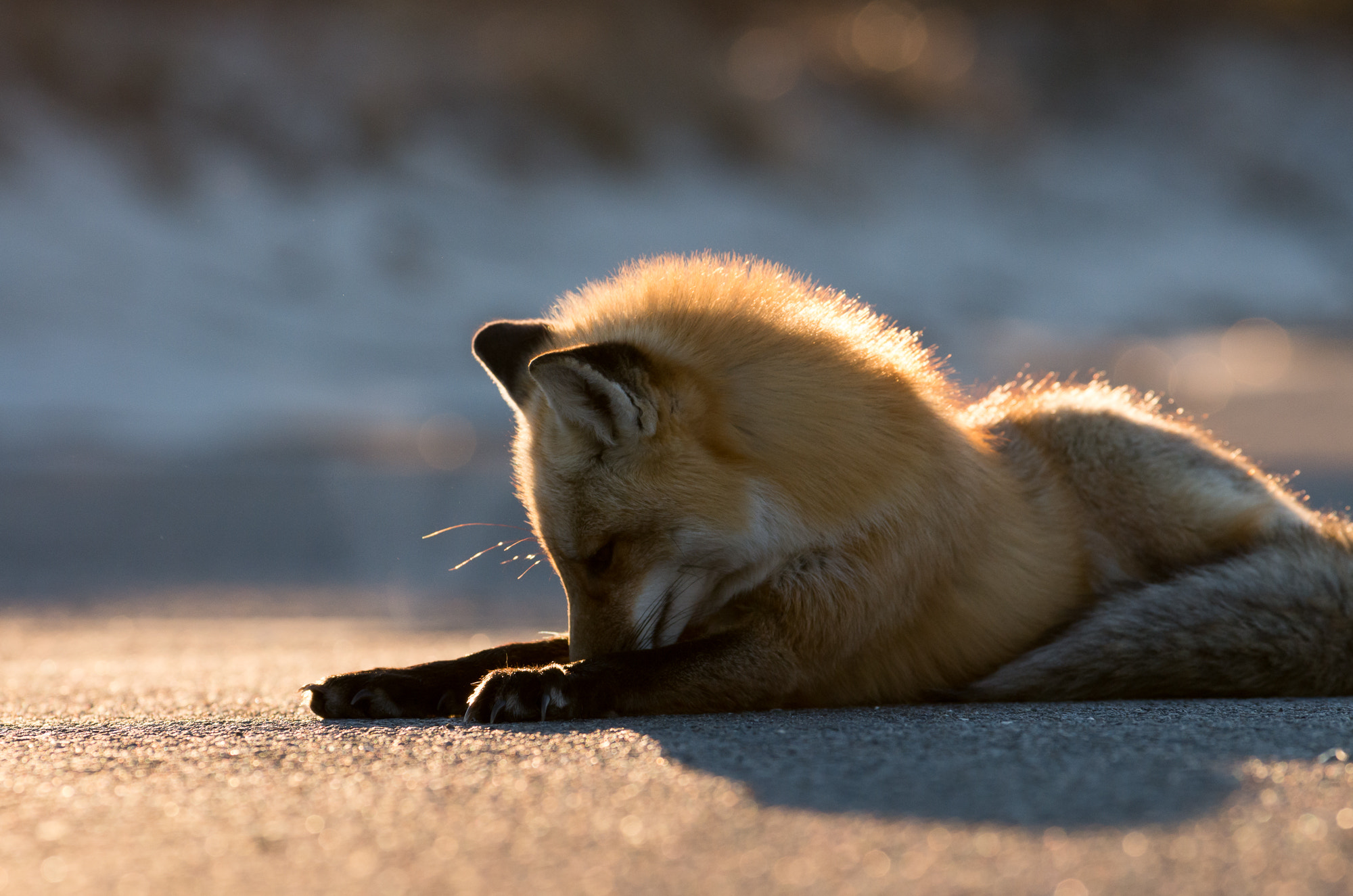 Pentax smc DA* 300mm F4.0 ED (IF) SDM sample photo. Fox island photography