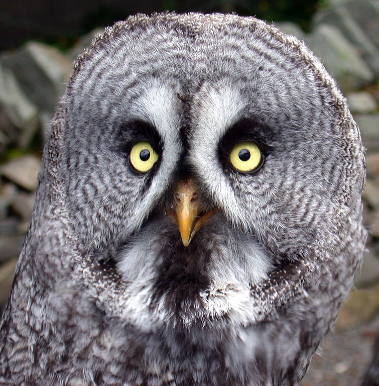 Nikon E995 sample photo. Owl photography