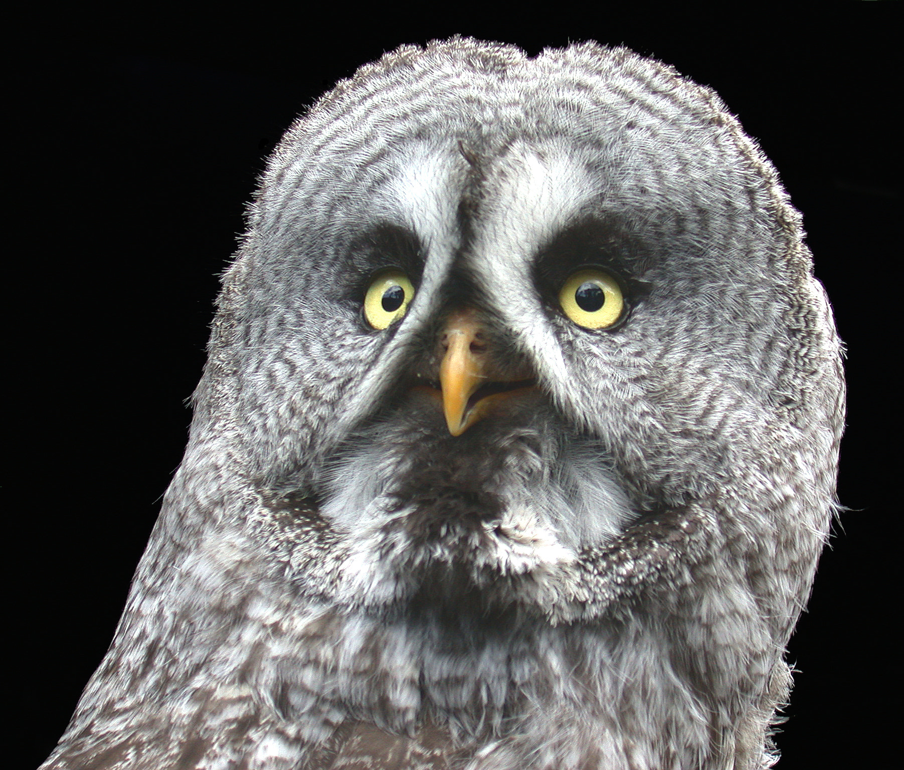 Nikon E995 sample photo. Owl photography