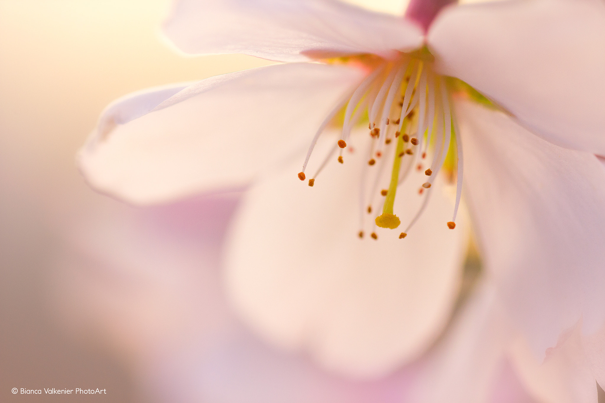 Sigma 150mm f/2.8 EX DG OS HSM APO Macro sample photo. Blossom! photography