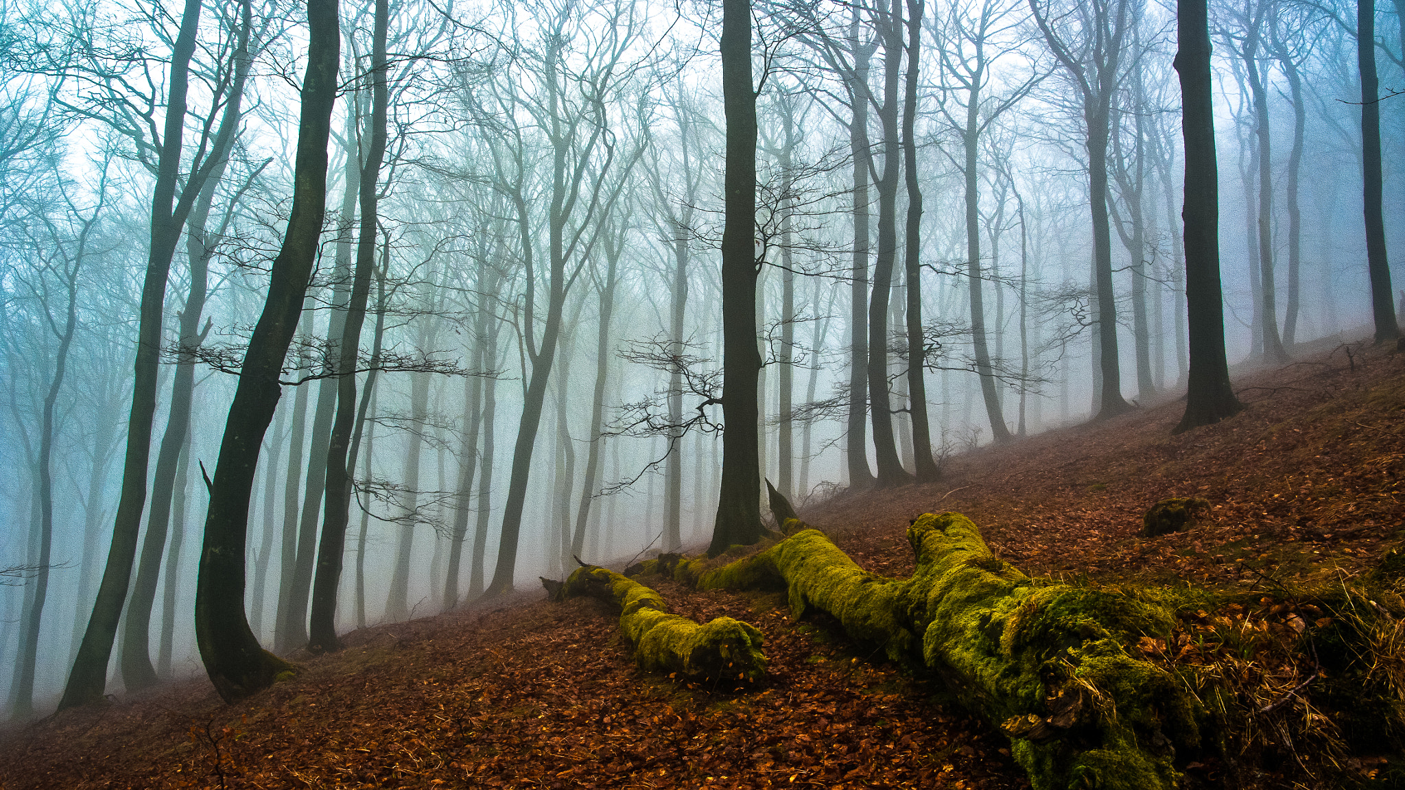 Sigma AF 10-20mm F4-5.6 EX DC sample photo. Mystical black forest photography