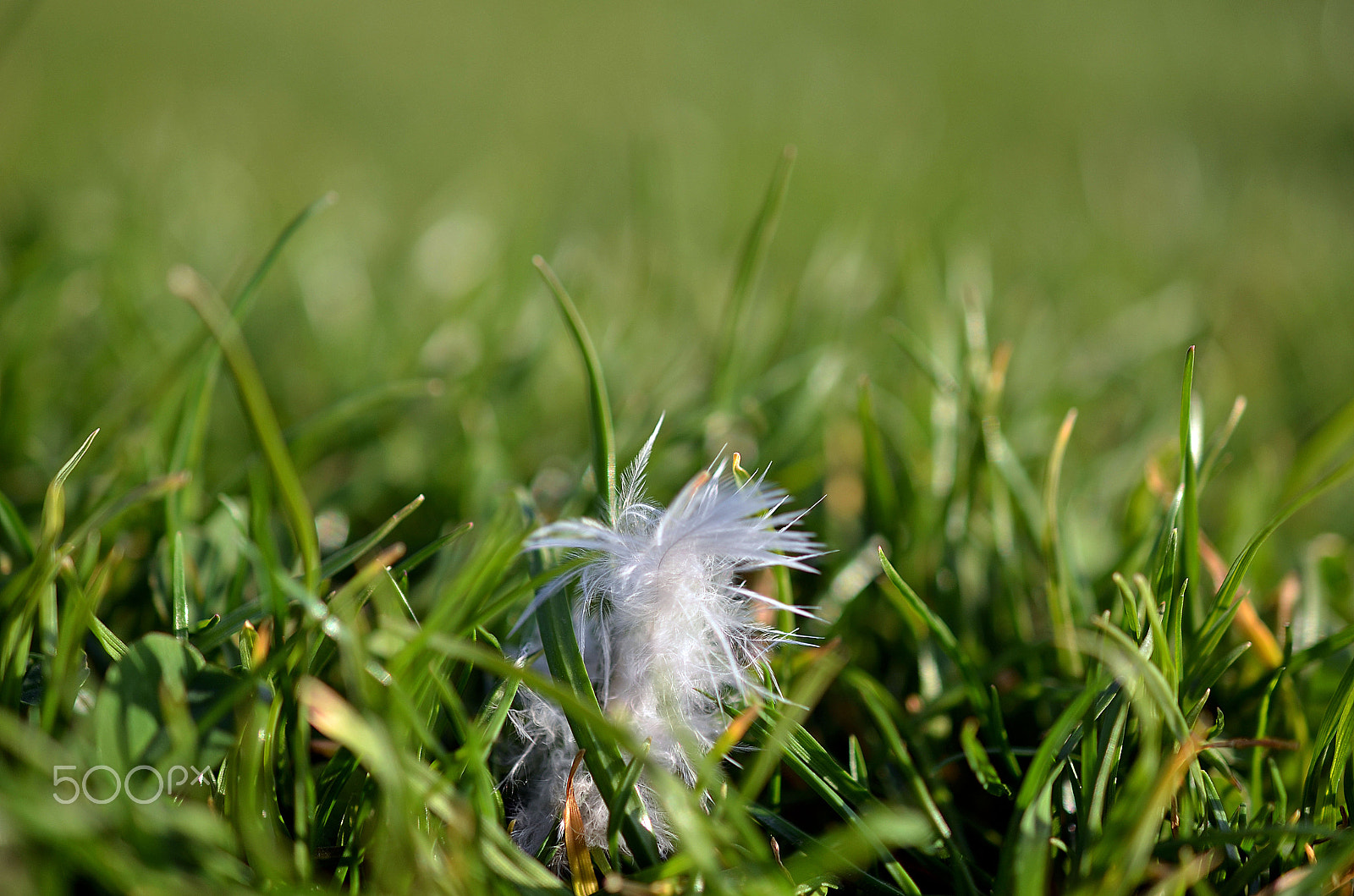 Sigma 17-70mm F2.8-4 DC Macro OS HSM | C sample photo. Grass and feather photography