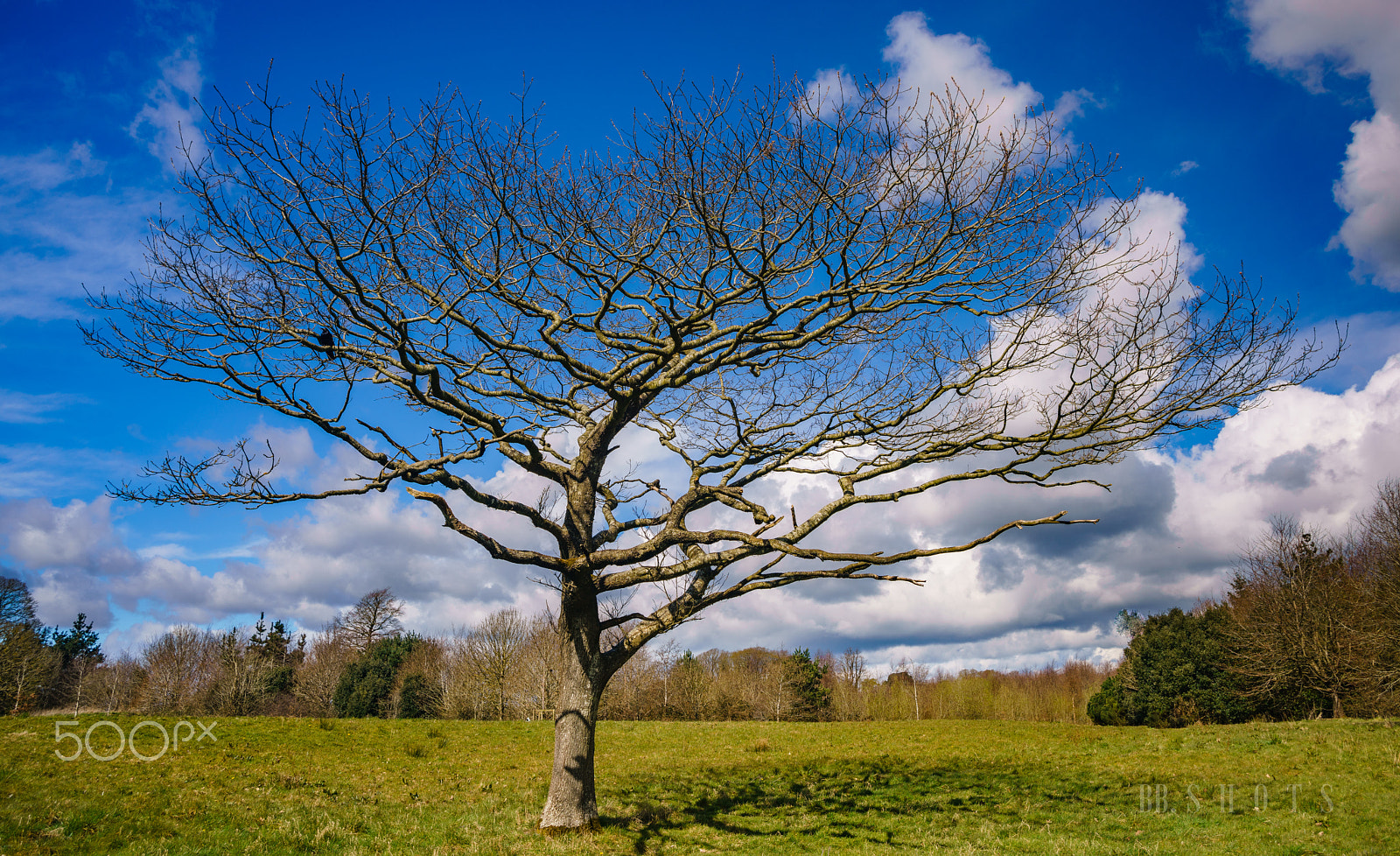 Minolta AF 28-85mm F3.5-4.5 New sample photo. Tree at fota island photography