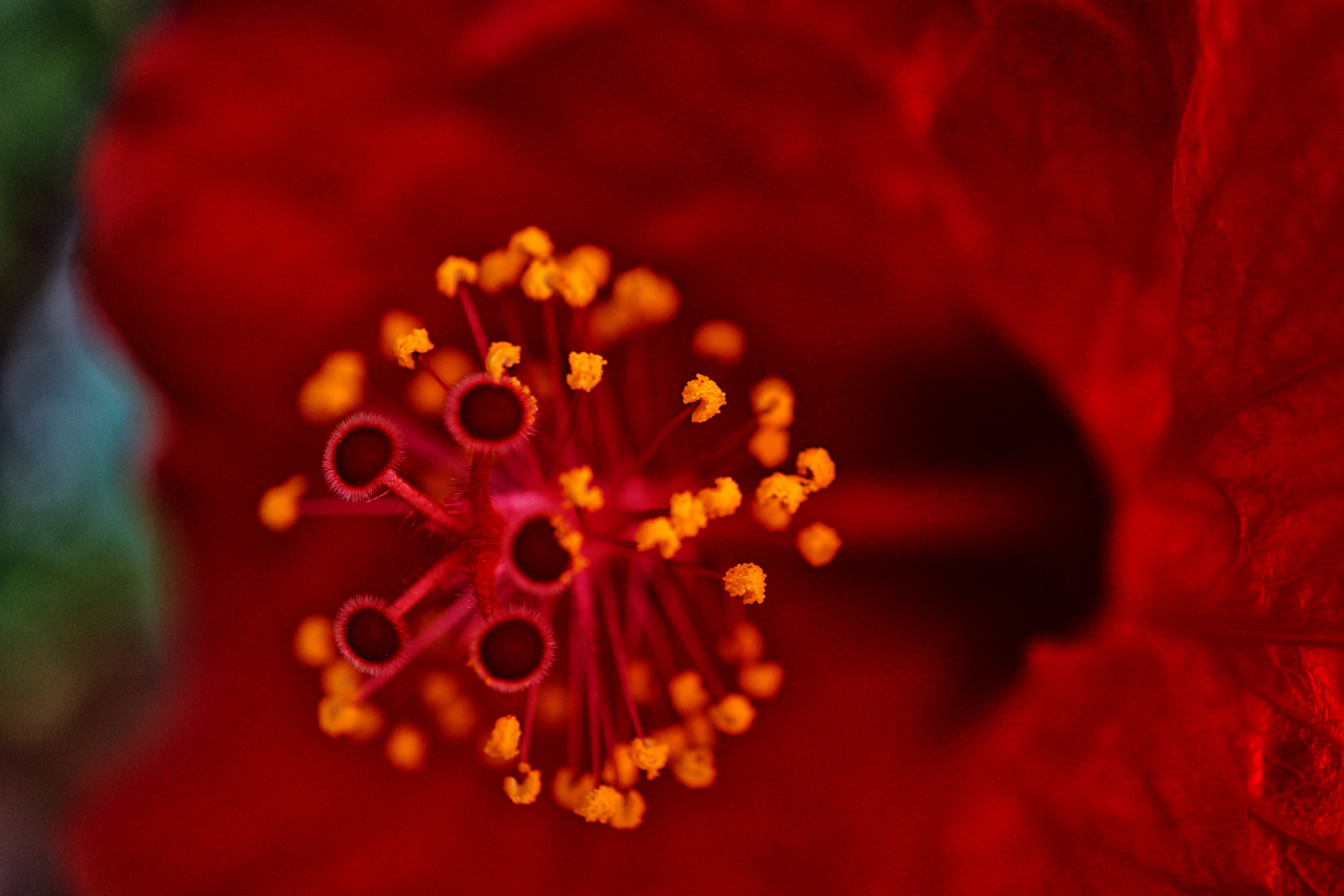 Sony Alpha NEX-7 + Sony E 30mm F3.5 Macro sample photo. Flowers are ... aliens? photography