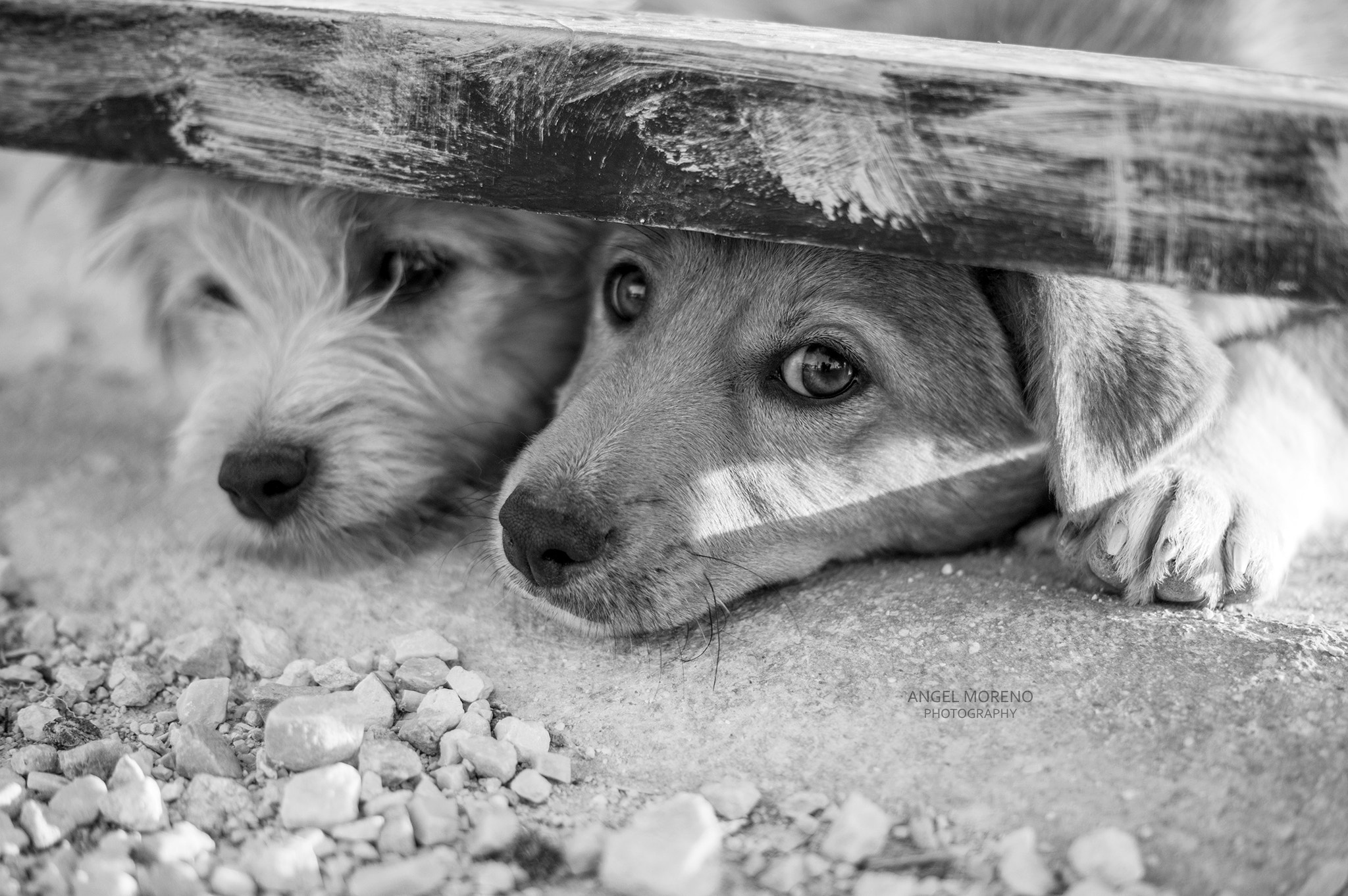 Sony Alpha DSLR-A450 sample photo. Friends photography