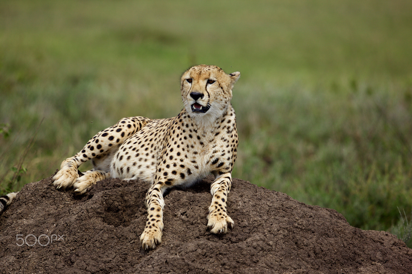 Canon EF 500mm F4L IS II USM sample photo. Cheetah 10 photography