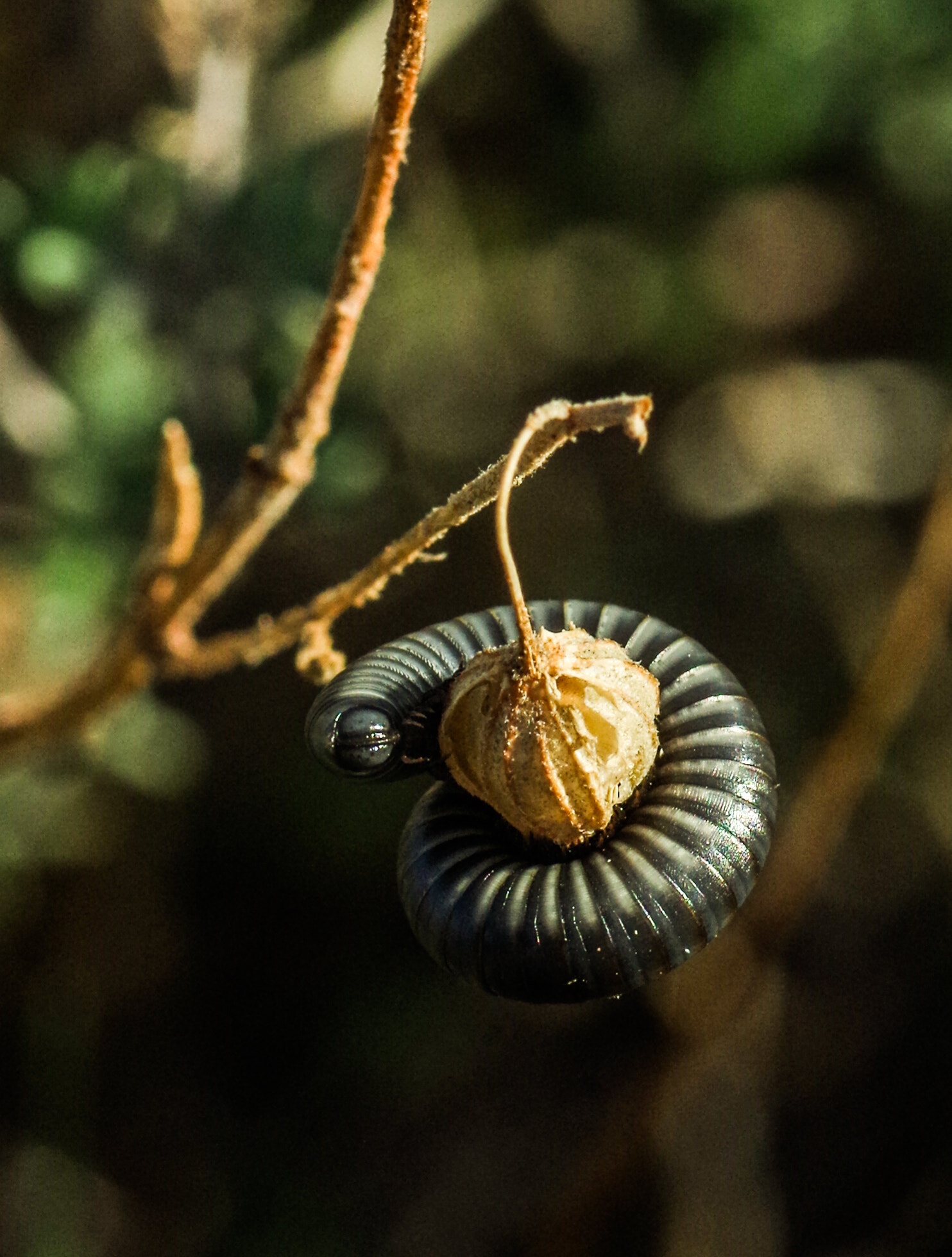 Pentax K-30 + Tamron SP AF 90mm F2.8 Di Macro sample photo. Iule suspendue au soleil du midi photography