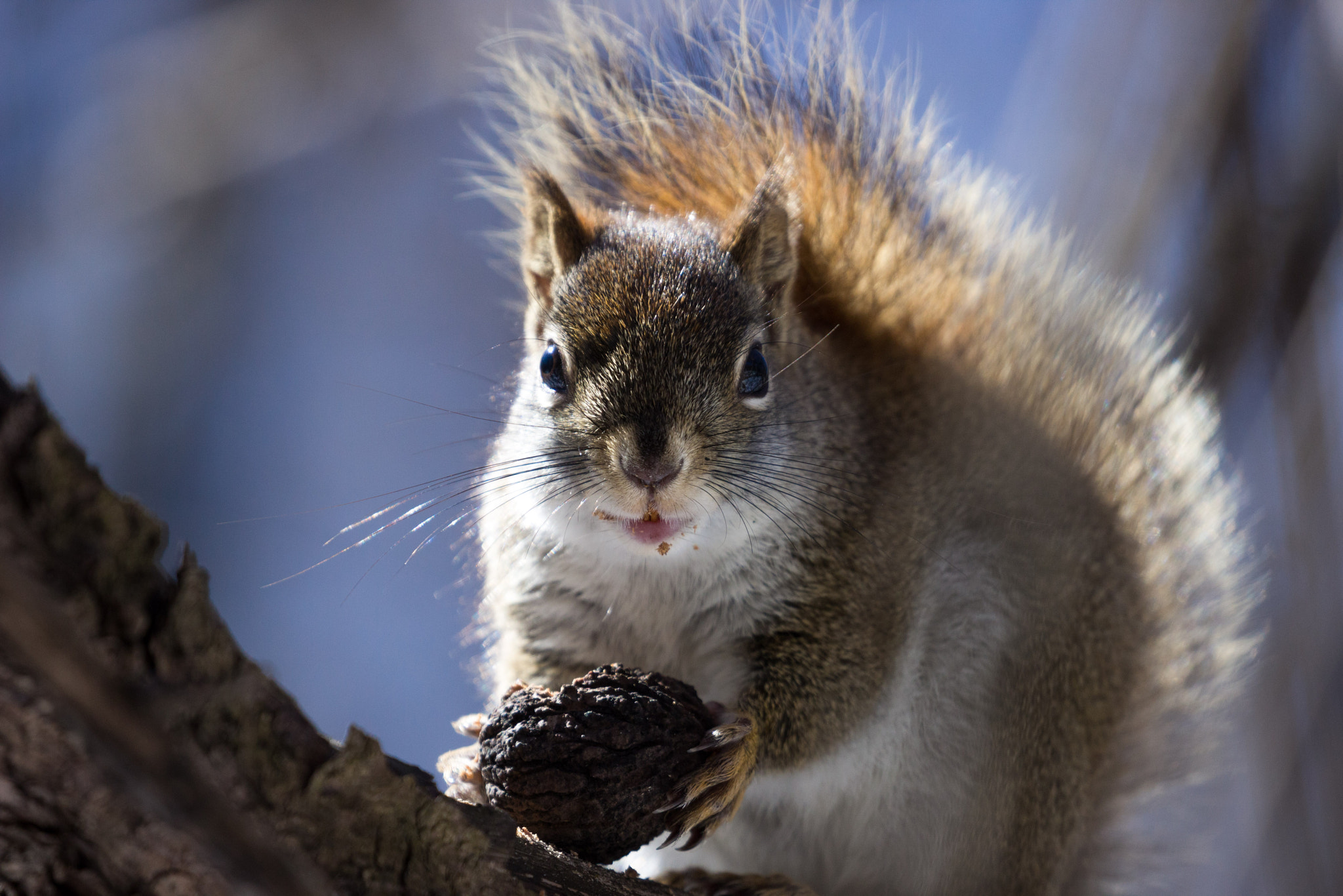 Canon EF 100-400mm F4.5-5.6L IS II USM sample photo. Watching me eat? photography