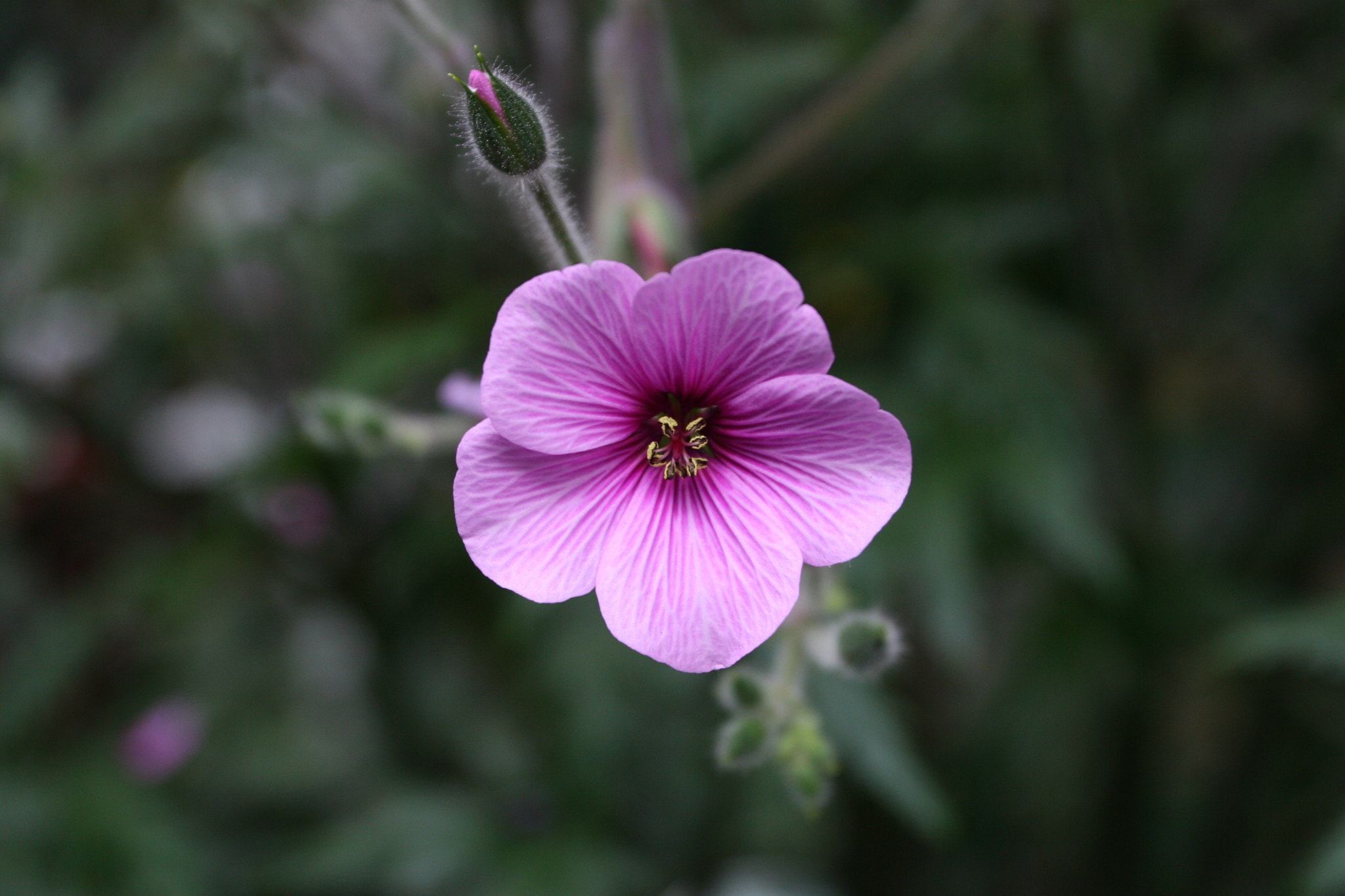 Canon EOS 30D + Canon EF 17-40mm F4L USM sample photo. Blooming photography