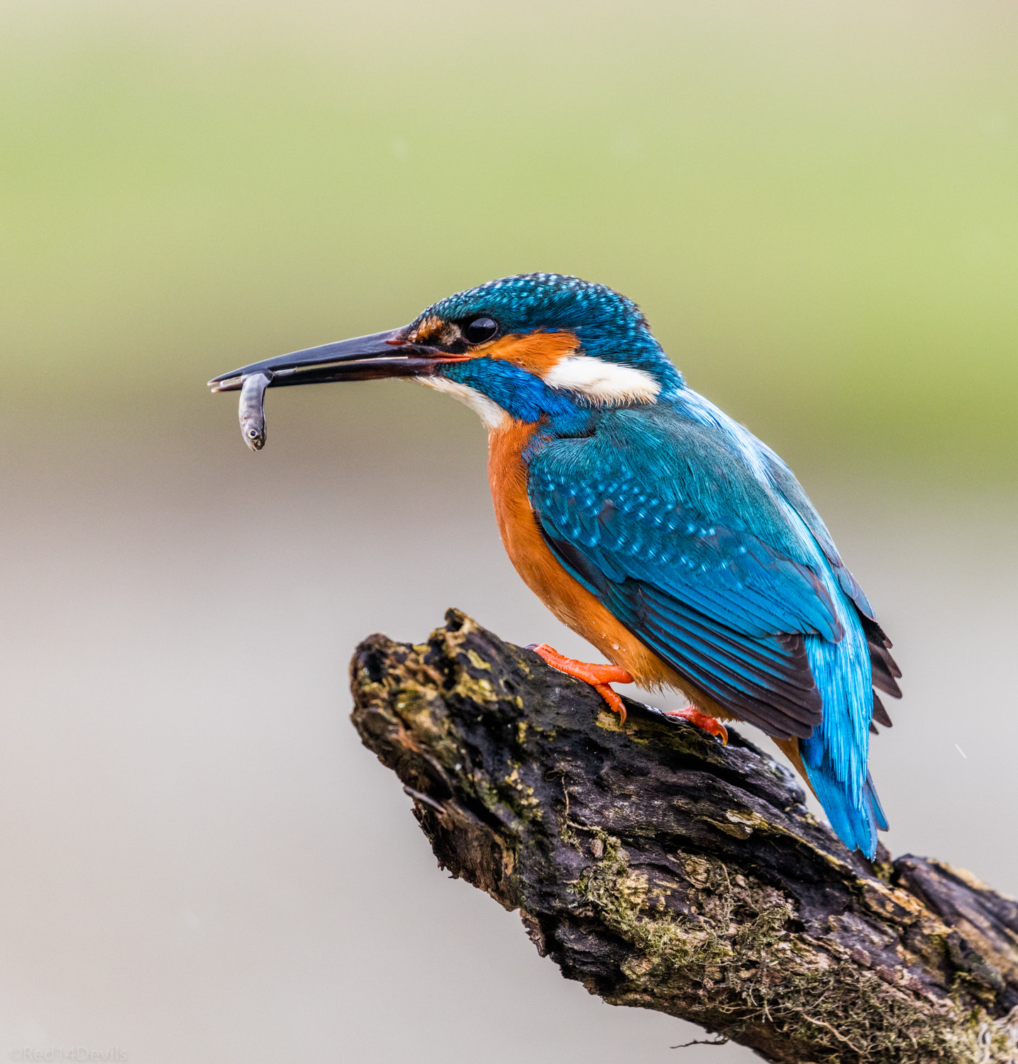 Canon EF 100-400mm F4.5-5.6L IS II USM sample photo. Little snack .. photography