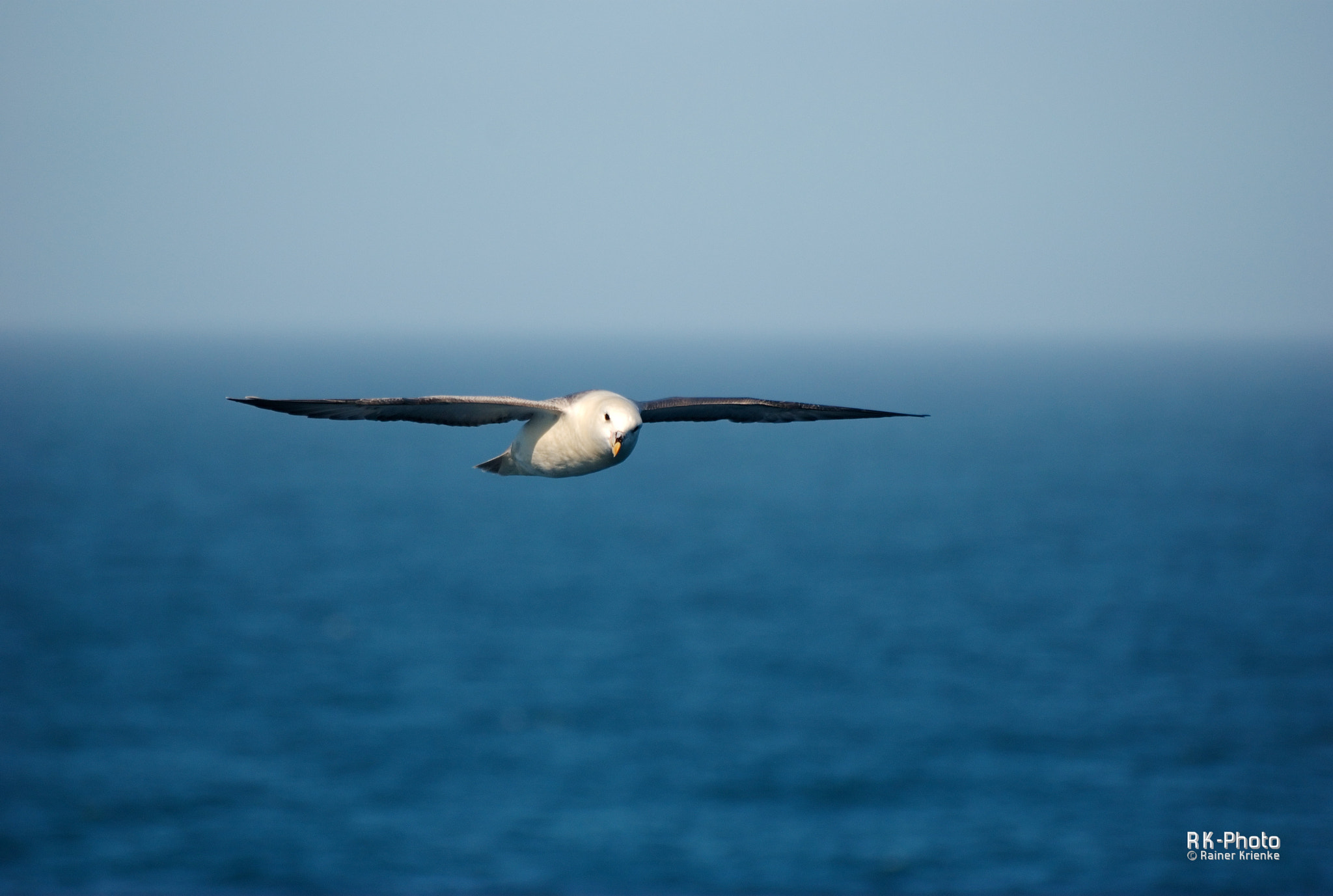 Sigma 70-300mm F4-5.6 APO Macro Super II sample photo. The seegull photography