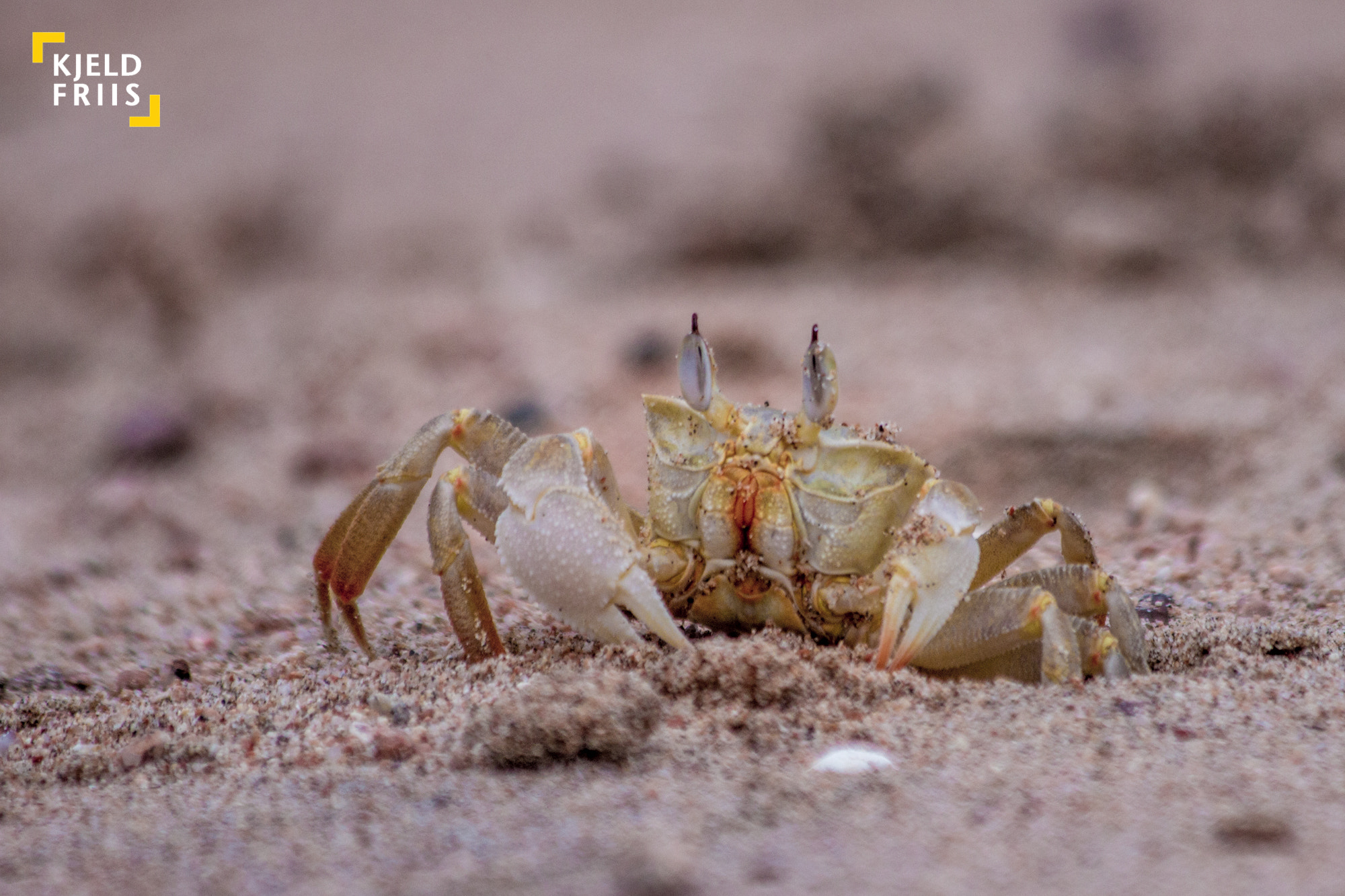 Canon EOS 600D (Rebel EOS T3i / EOS Kiss X5) sample photo. Sand crab photography