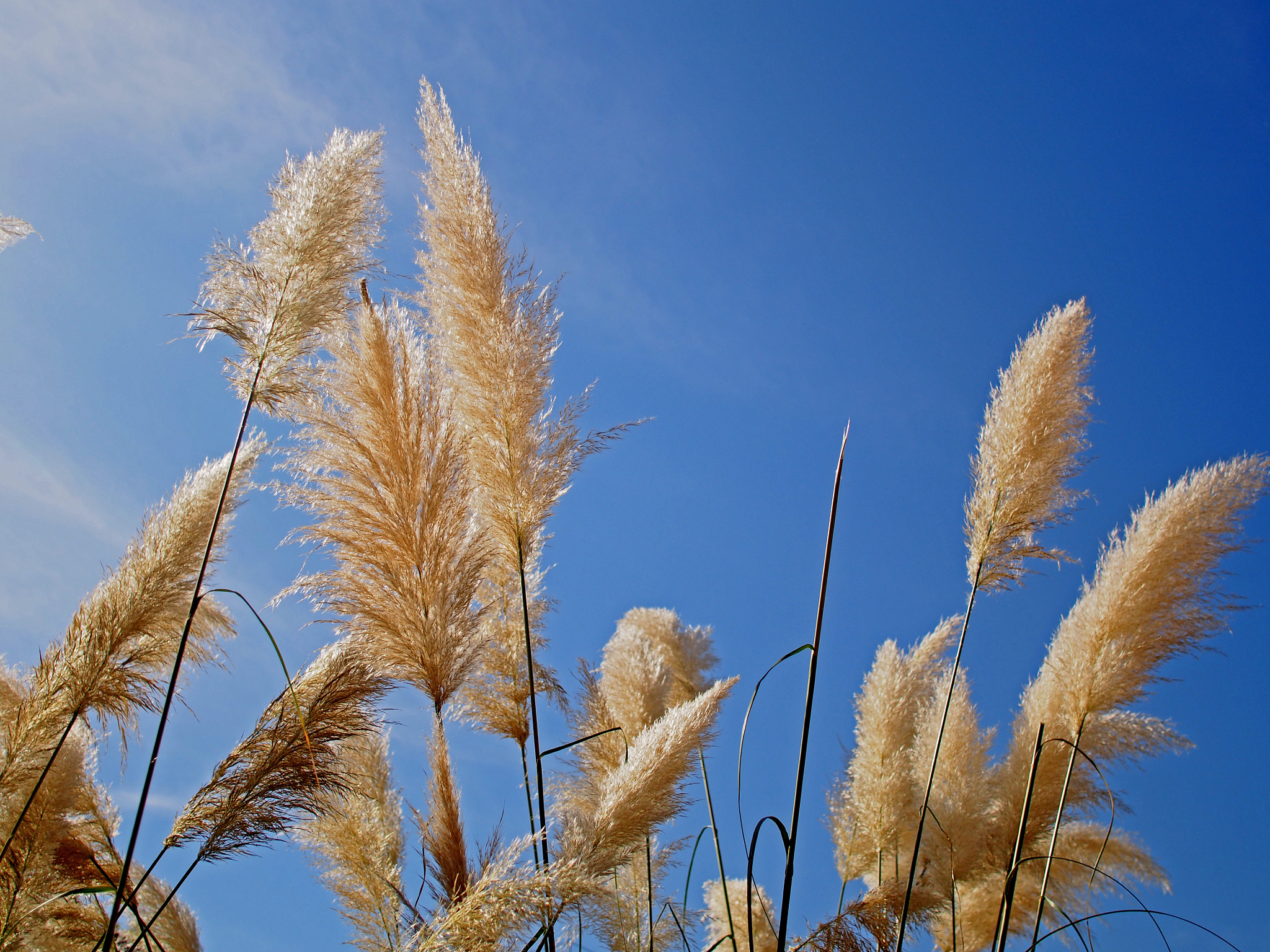 Olympus PEN E-PL5 + Sigma 19mm F2.8 DN Art sample photo. Fluffy grass, el born photography