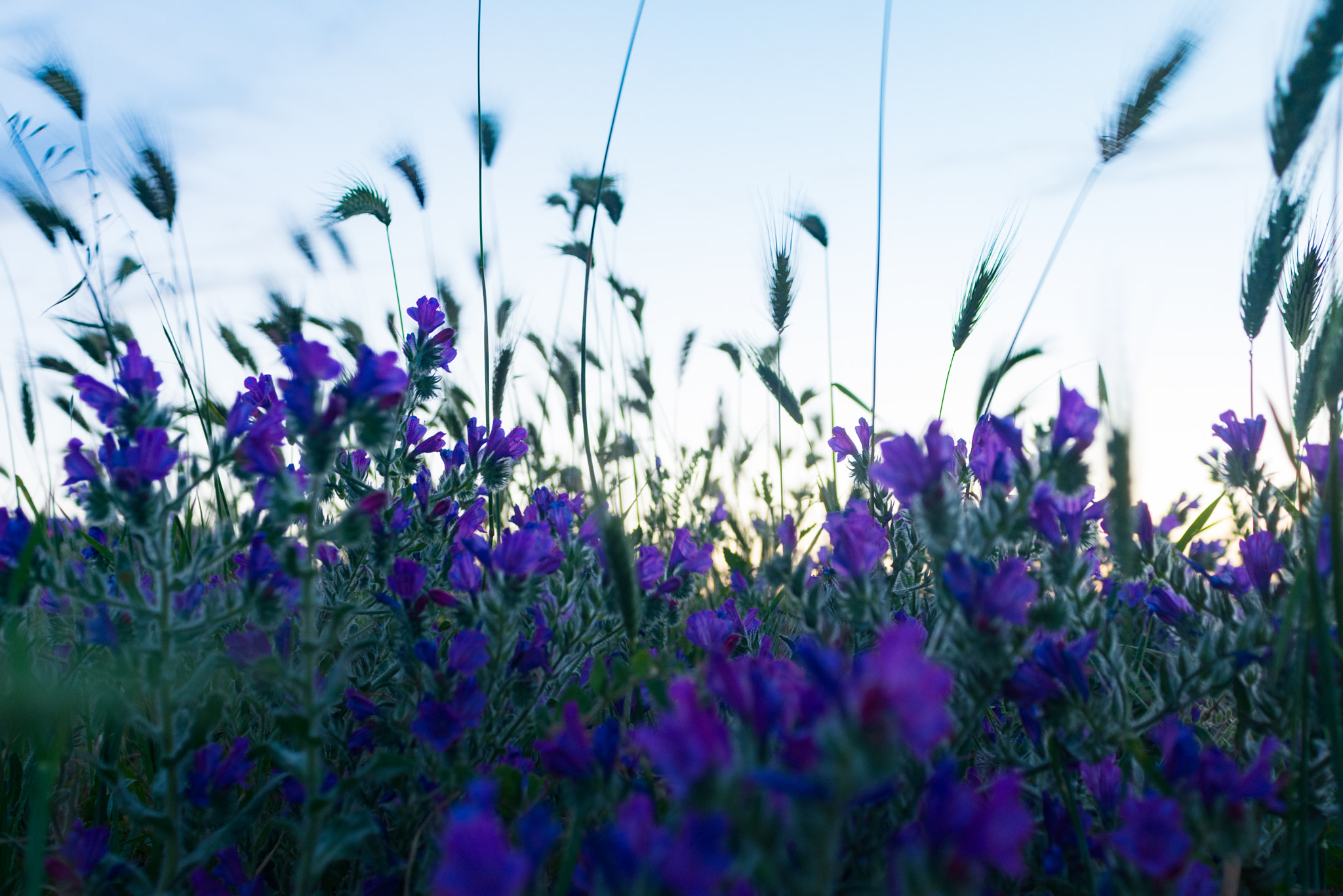 Nikon D7100 + Sigma 24-70mm F2.8 EX DG Macro sample photo. Violet flowers photography