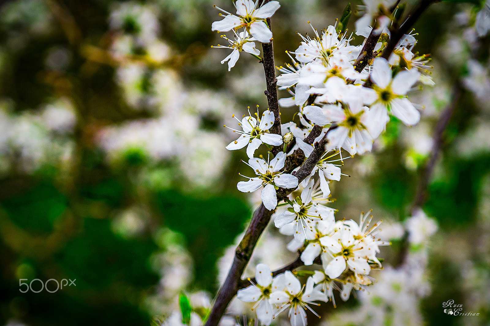 Samsung NX300M + Samsung NX 18-55mm F3.5-5.6 OIS sample photo. Cherry blossoms photography