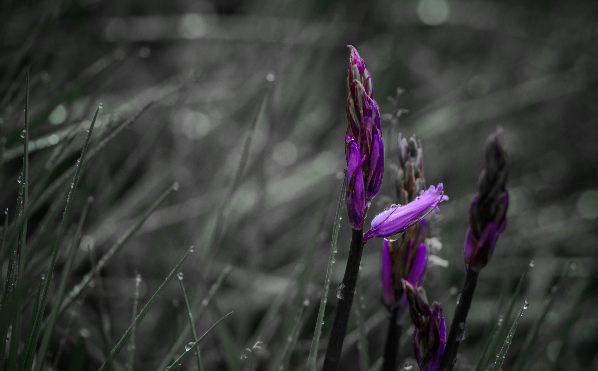 Pentax K-30 + Pentax smc D-FA 100mm F2.8 Macro WR sample photo. Vi photography