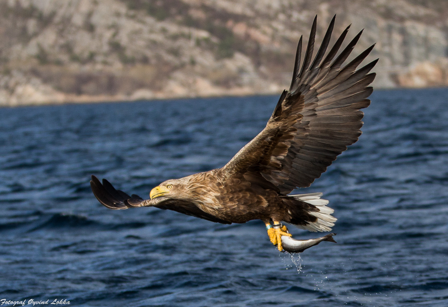 Canon EF 70-200mm F2.8L IS II USM sample photo. Eagle photography