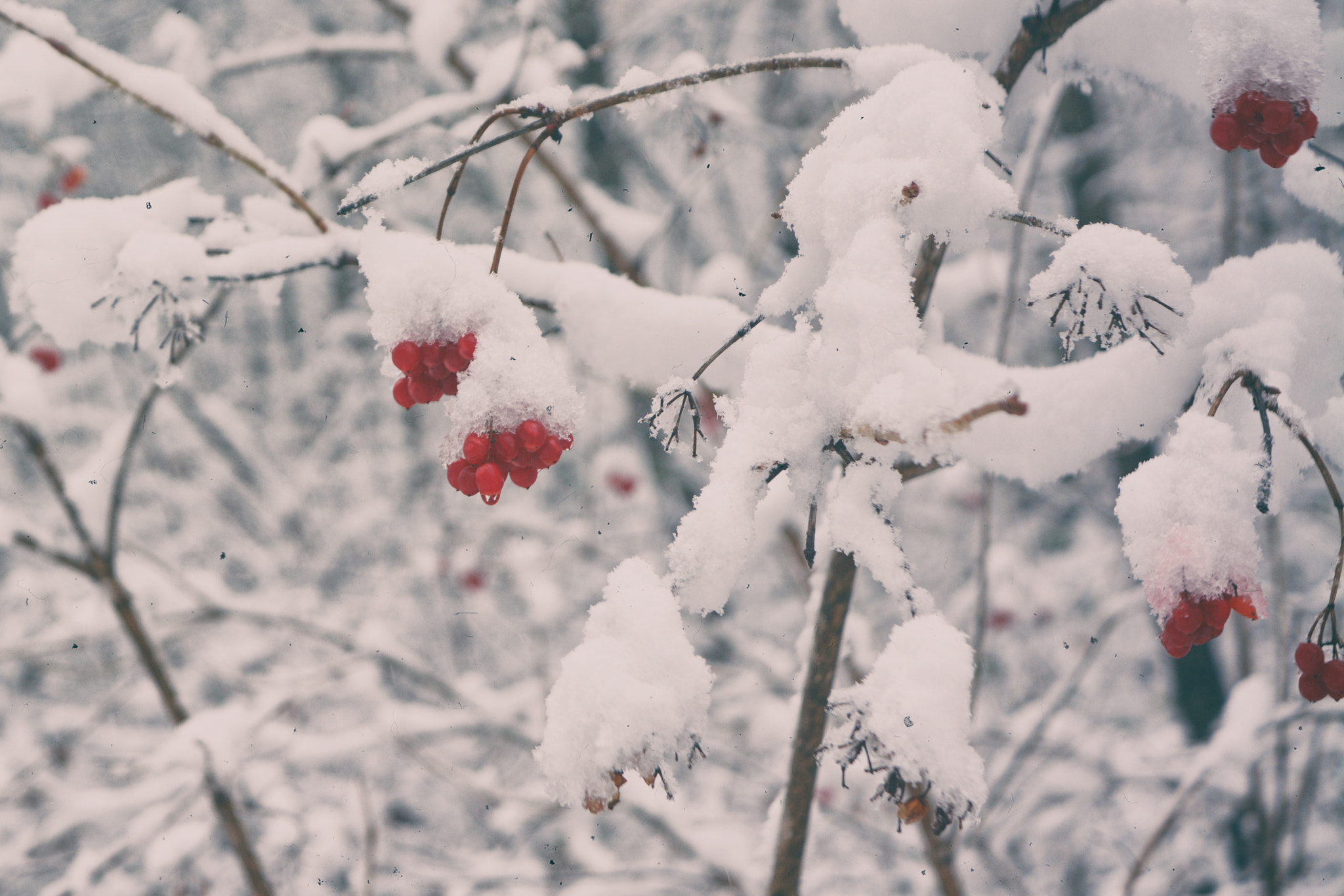 Sigma 18-50mm F2.8-4.5 DC OS HSM sample photo. Red snow photography