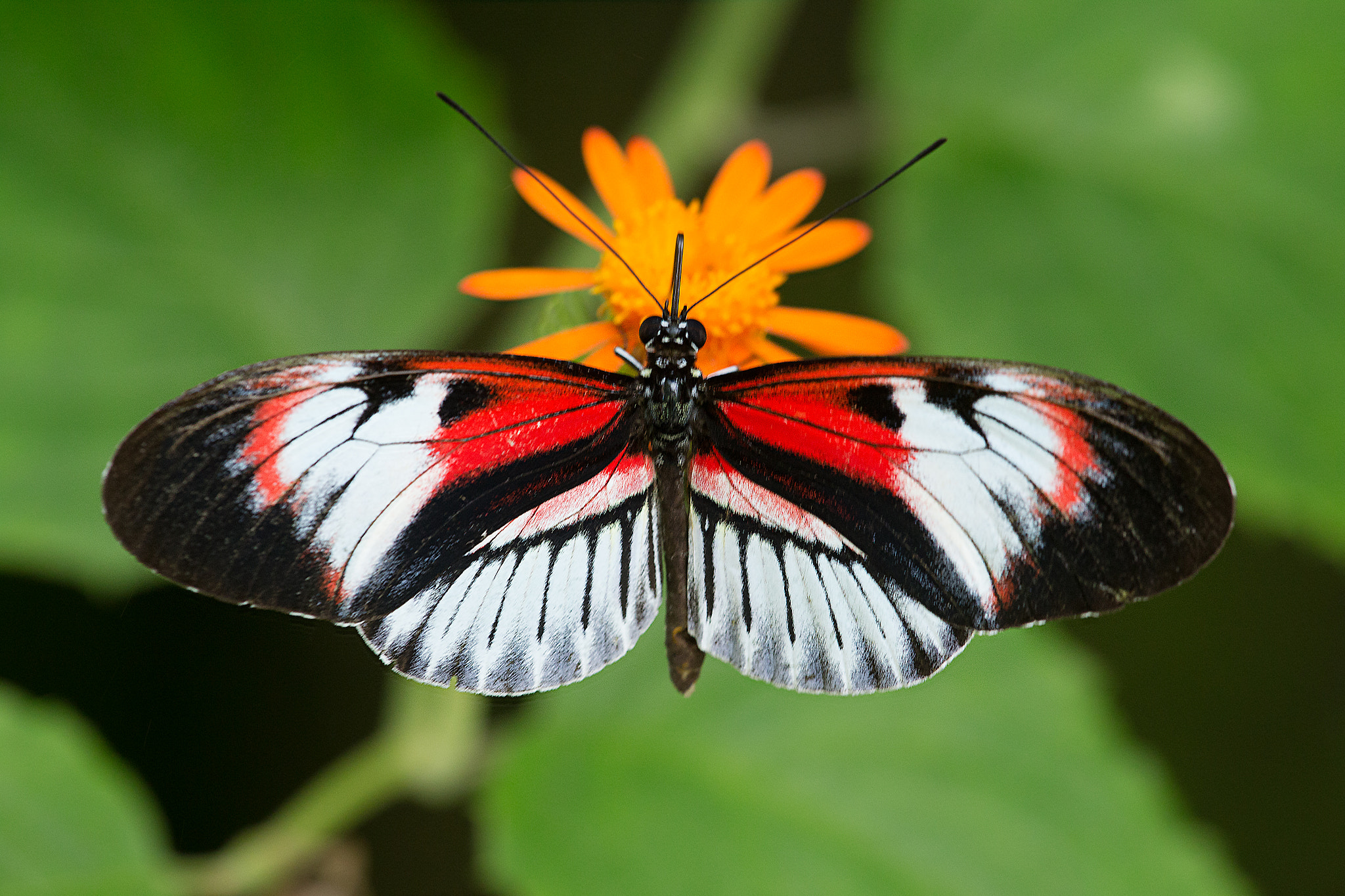 Canon EF 180mm F3.5L Macro USM sample photo. Piano key butterfly photography