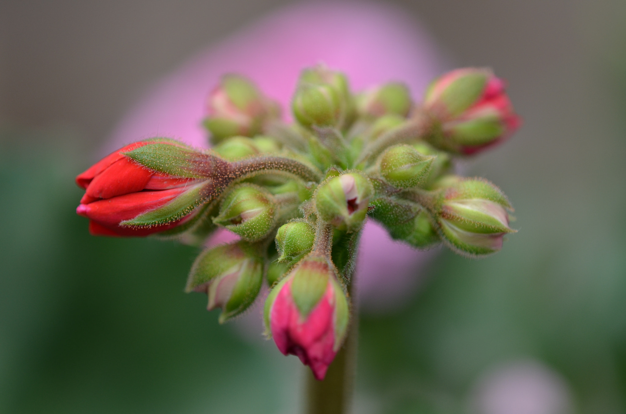 Tamron SP AF 180mm F3.5 Di LD (IF) Macro sample photo. Geranie rot photography