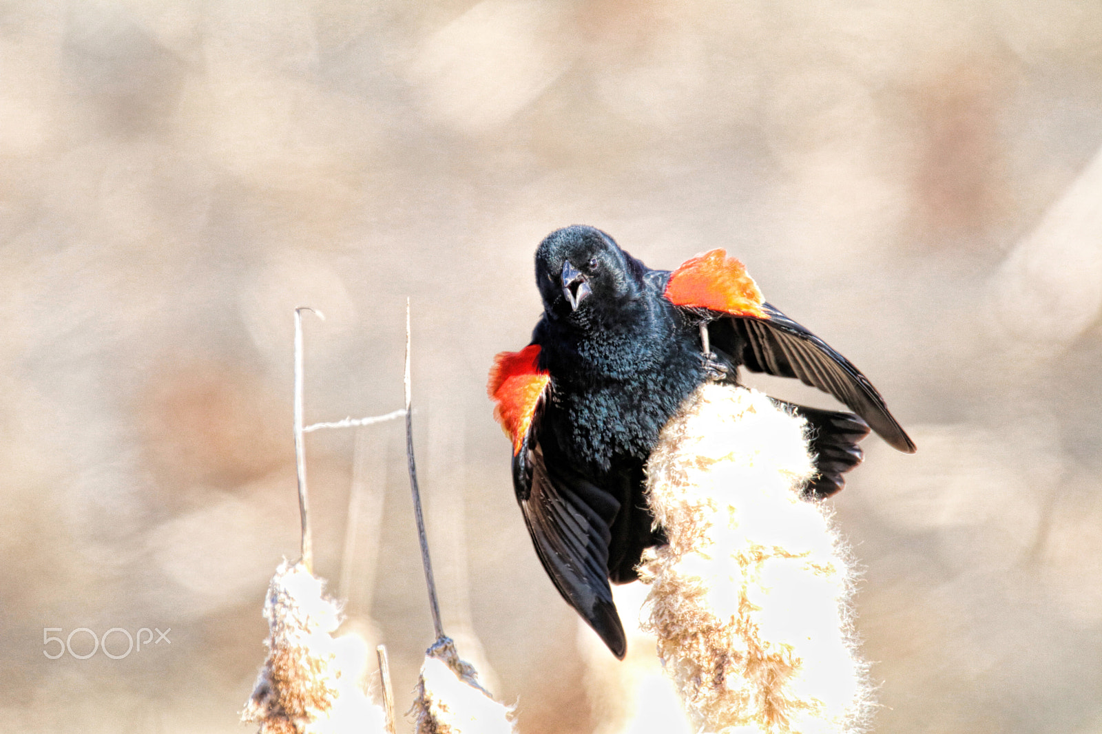 Sigma 150-600mm F5-6.3 DG OS HSM | C sample photo. Red-winged blackbird photography