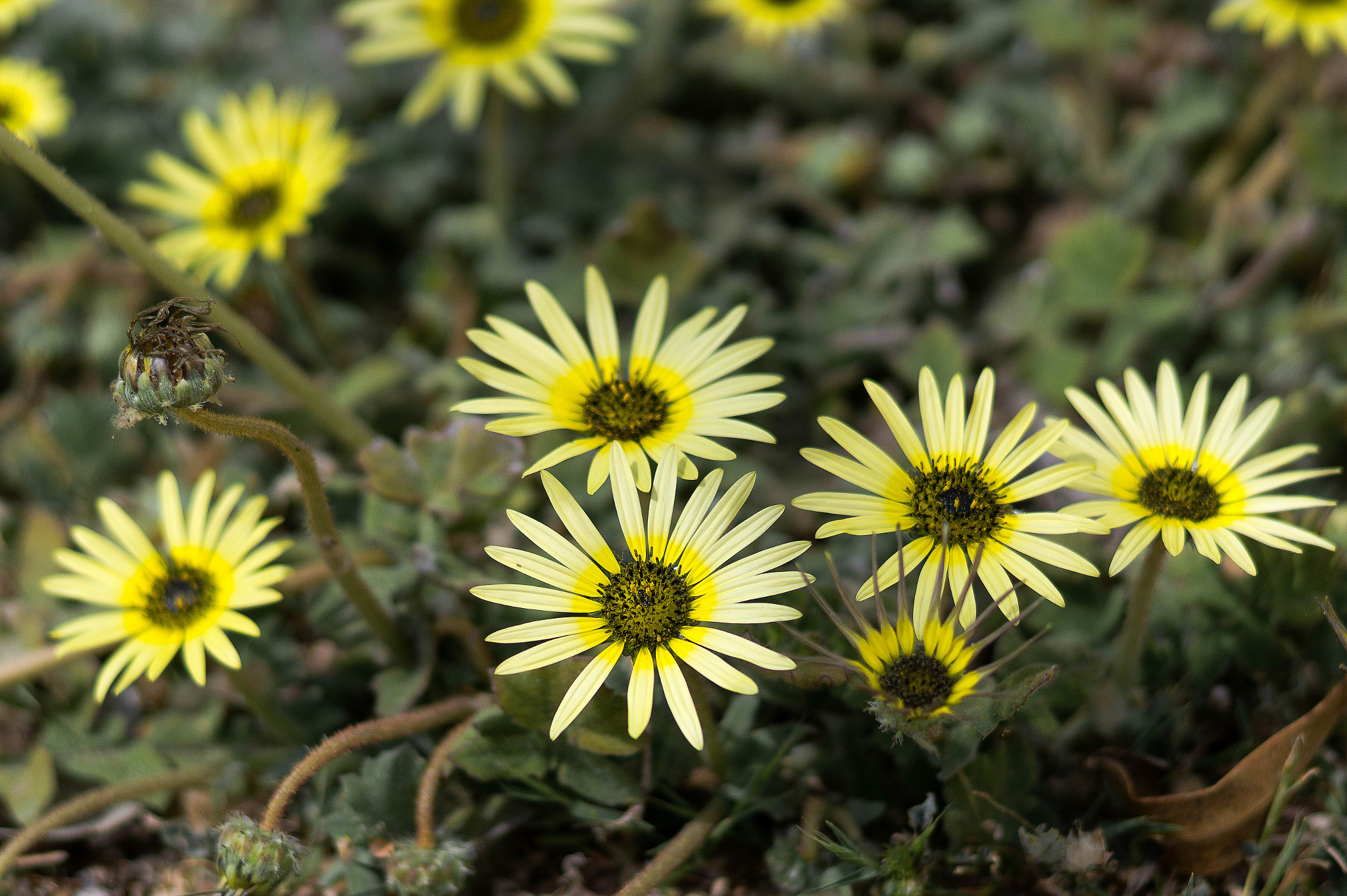 Sony SLT-A58 + Sony 85mm F2.8 SAM sample photo. Amarillo  2 photography