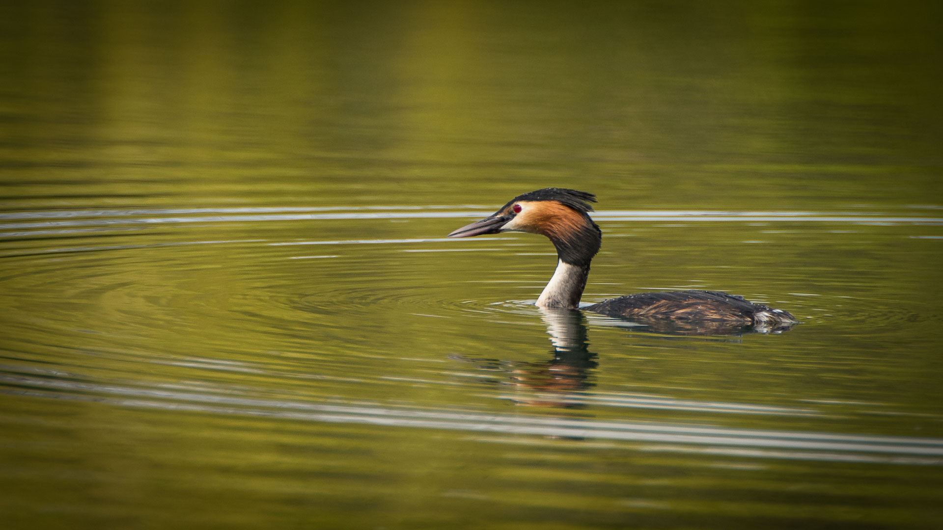 Sony a7 II + Sigma AF 170-500mm F5-6.3 APO Aspherical sample photo. Haubentaucher photography