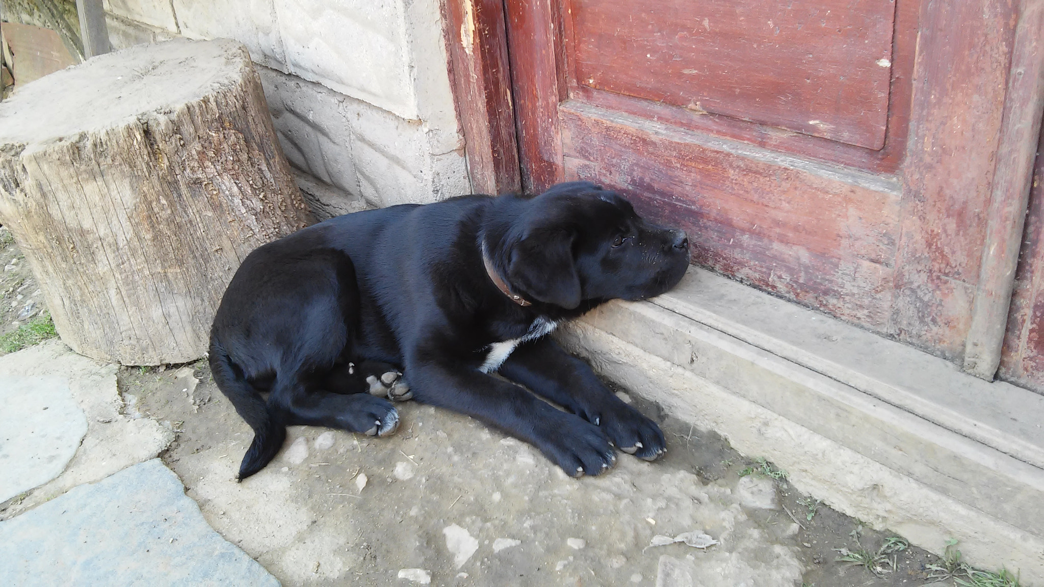 LG L90 sample photo. Dog photography