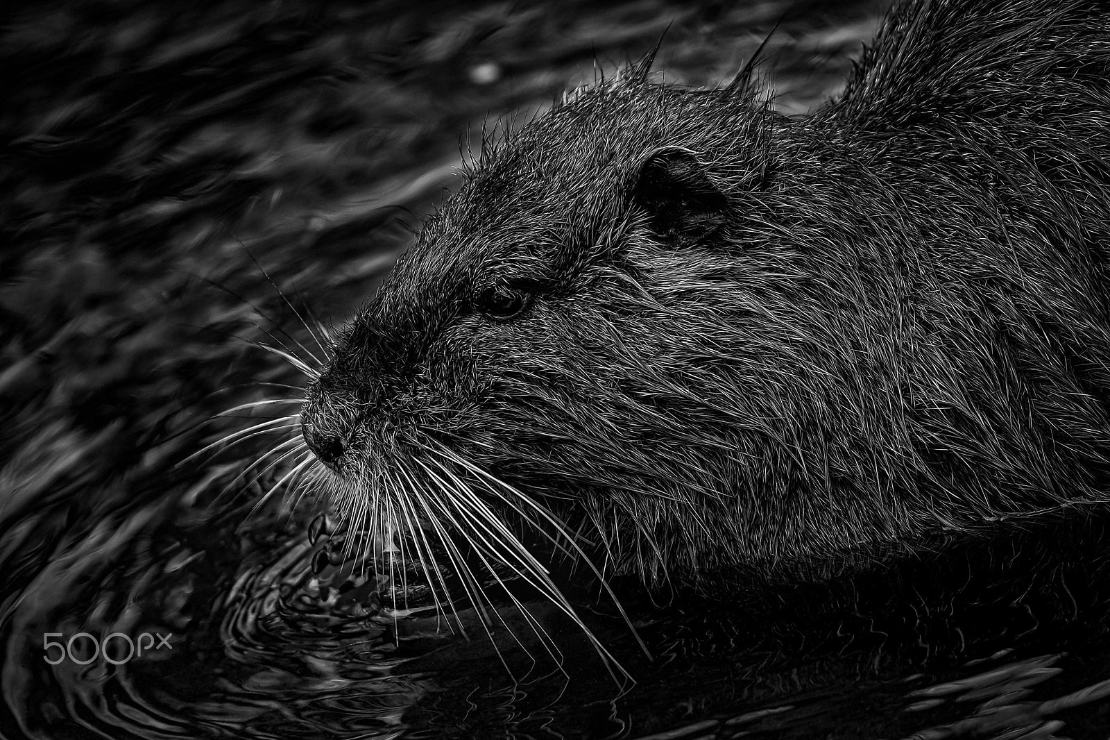 Fujifilm X-T10 + Fujifilm XF 50-140mm F2.8 R LM OIS WR sample photo. Nutria photography