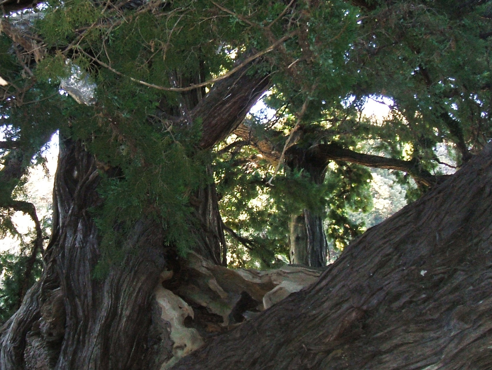 Fujifilm FinePix A500 sample photo. Big juniper tree in kencho temple at kamakura photography