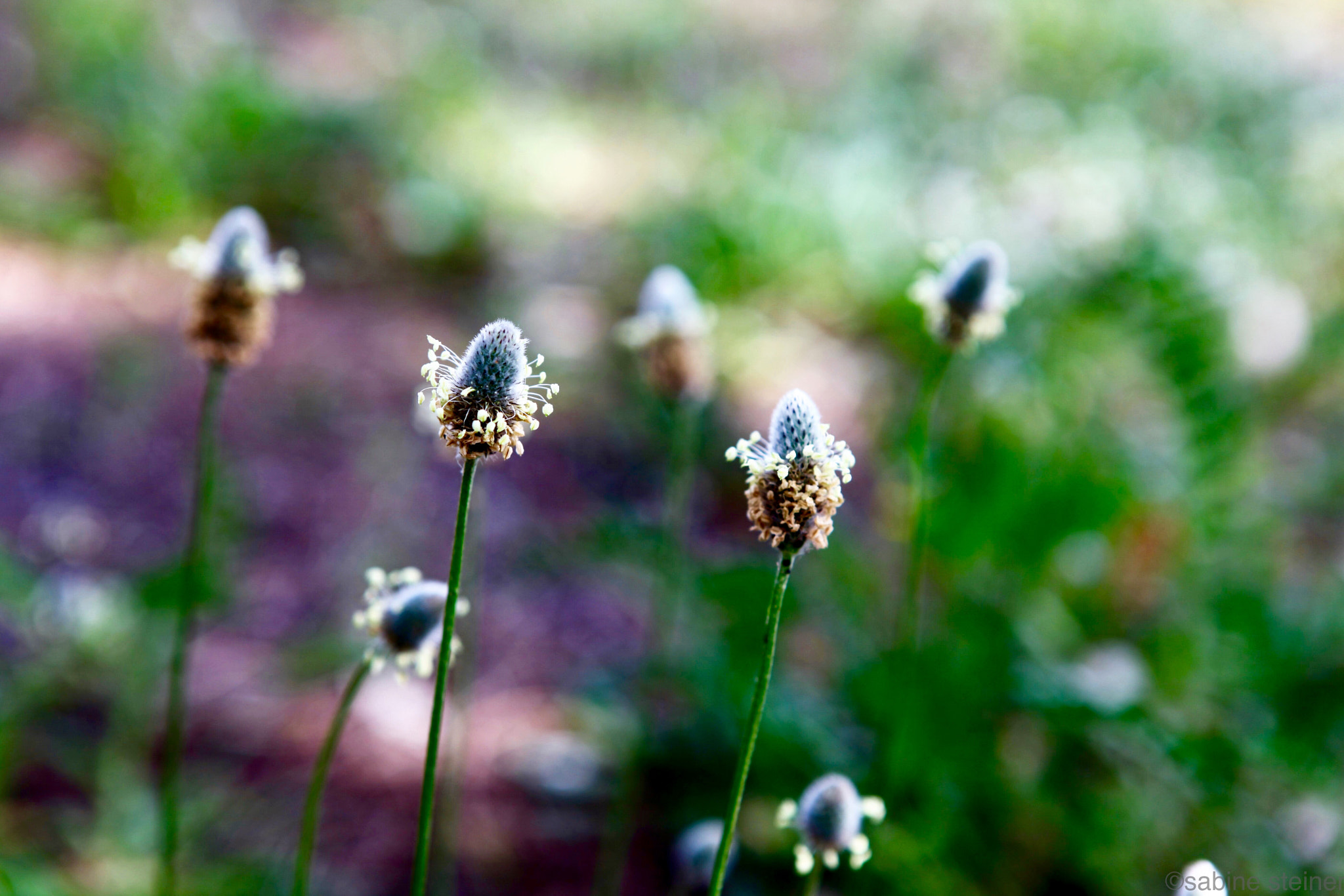 Canon EF 24-70mm F2.8L USM sample photo. Meadow in spring photography