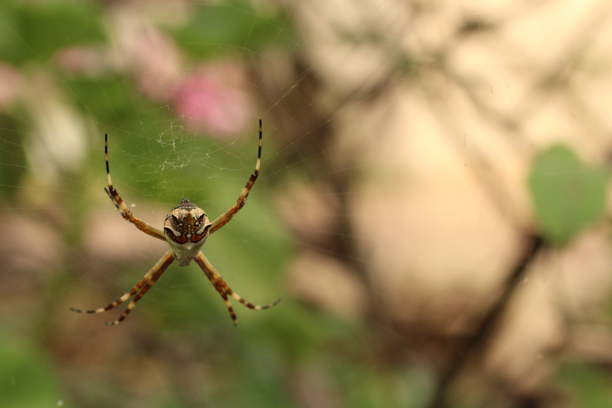 Canon EF 50mm F2.5 Macro sample photo. "x" ii photography
