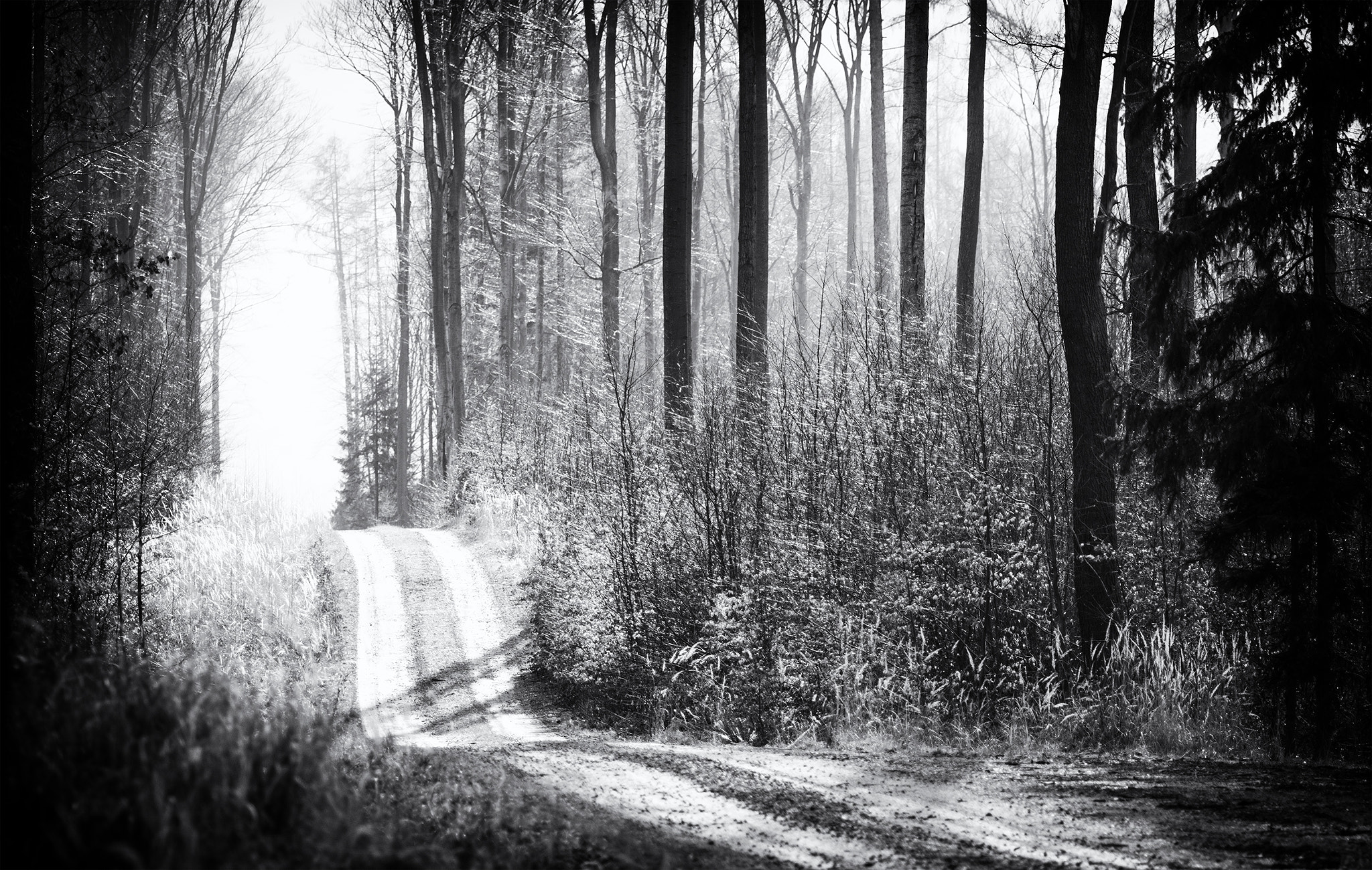 Sony SLT-A65 (SLT-A65V) + Minolta AF 135mm F2.8 sample photo. Road in the forest with high contrast photography