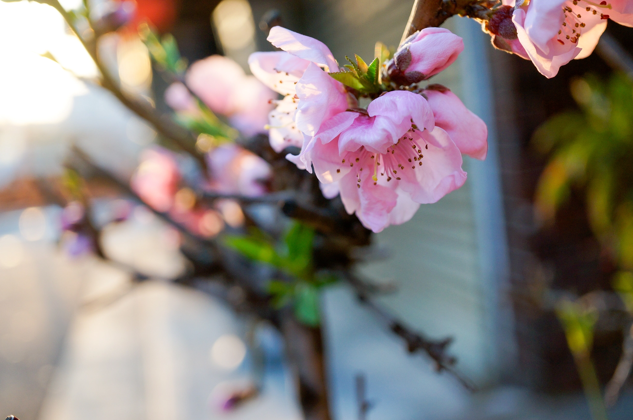 Sony Alpha NEX-5T + Sony E 30mm F3.5 Macro sample photo. The moning sun photography
