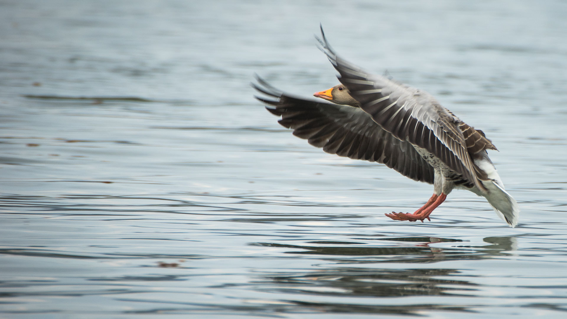 Sigma AF 170-500mm F5-6.3 APO Aspherical sample photo. Landing photography