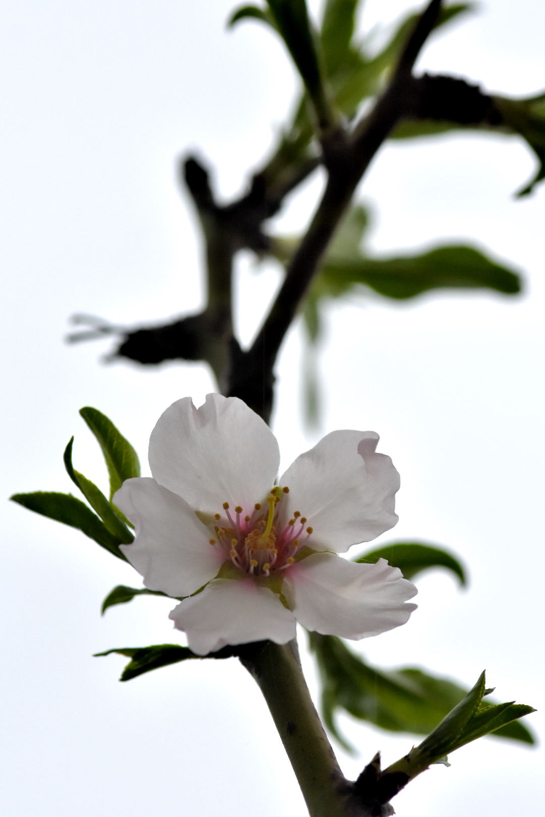 Nikon D7200 + Sigma 105mm F2.8 EX DG Macro sample photo. Flower photography