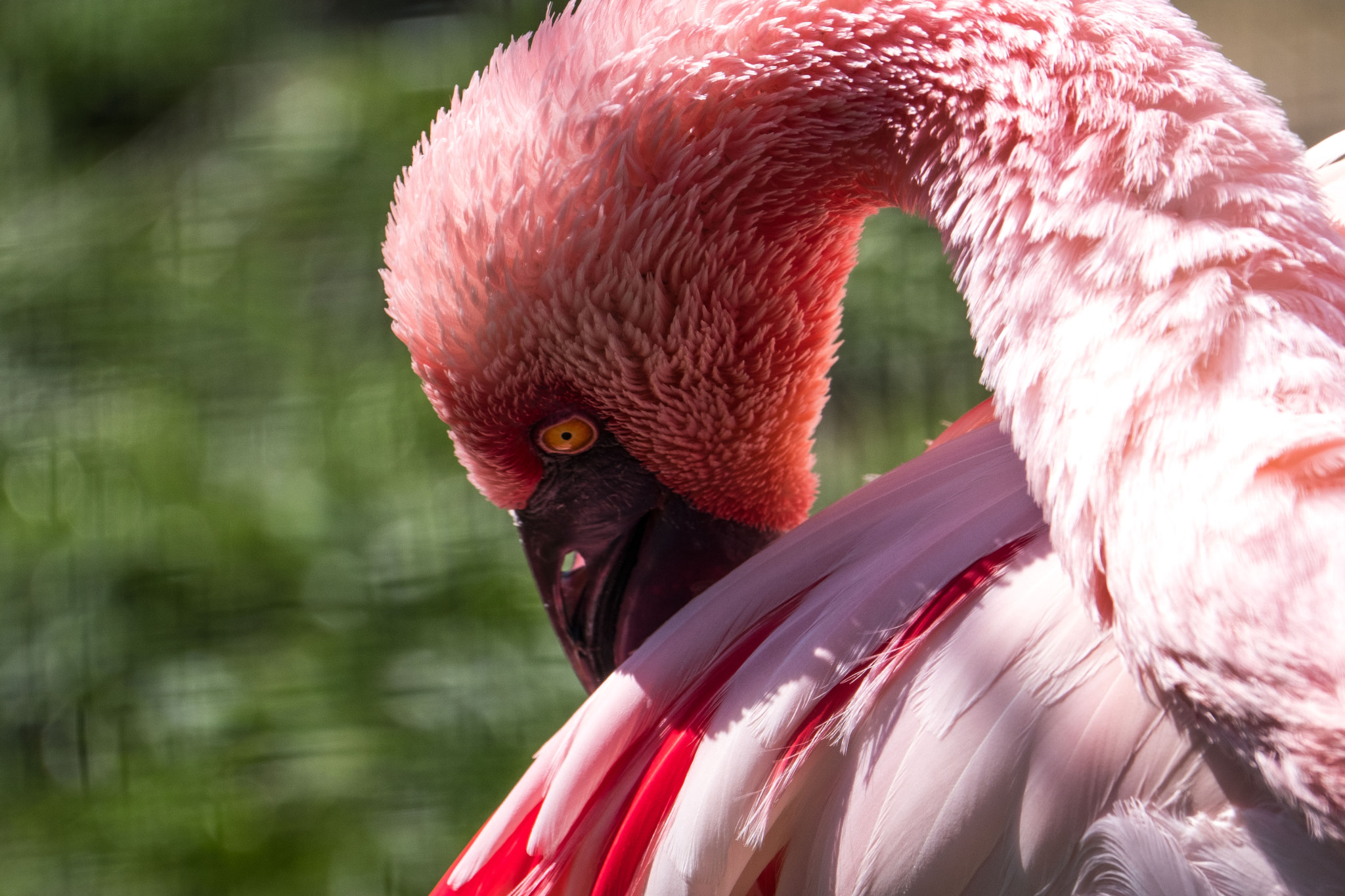 Fujifilm XF 100-400mm F4.5-5.6 R LM OIS WR sample photo. Dscf2970.jpg photography