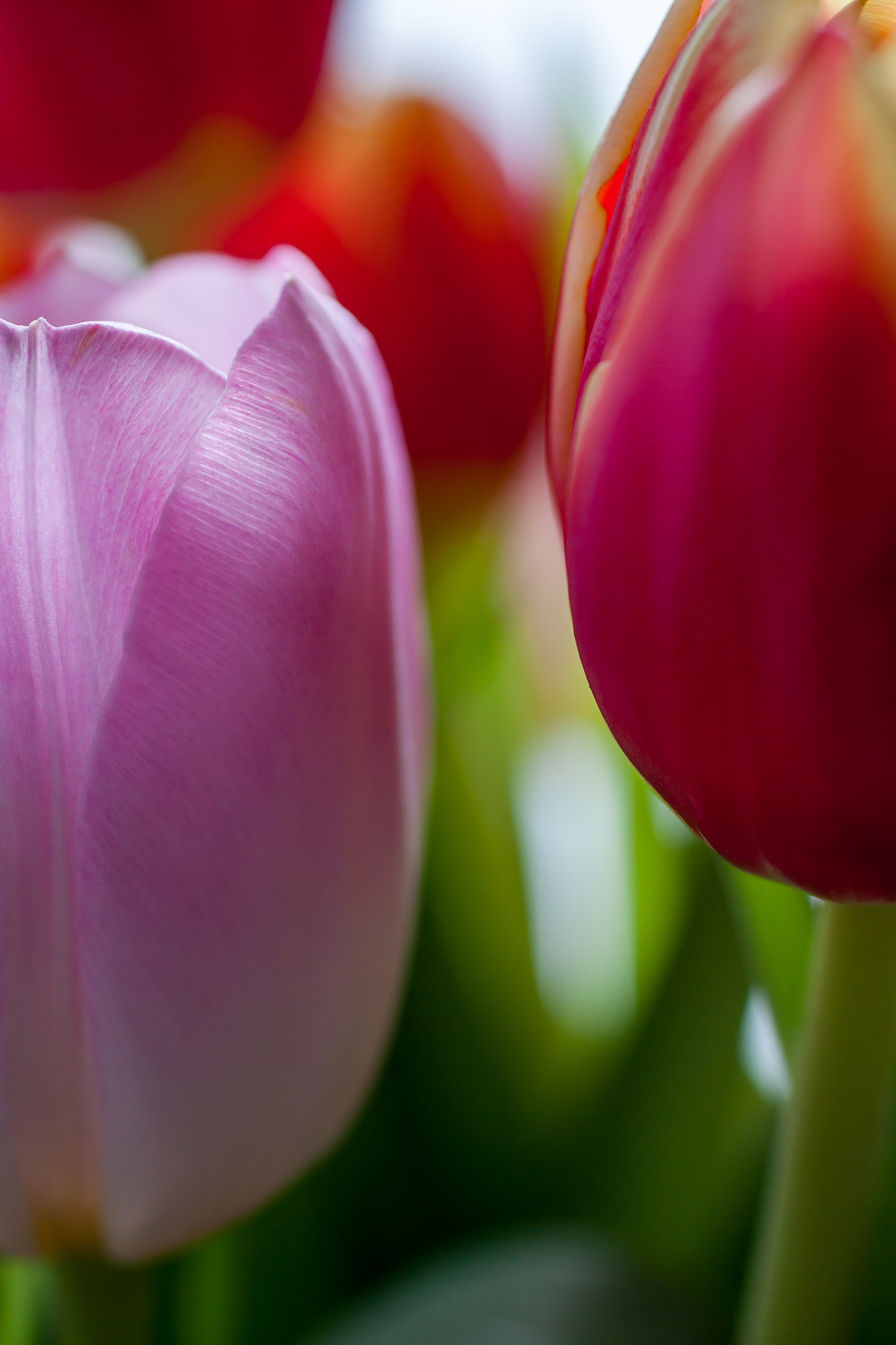 Canon EOS 50D + Sigma 50mm f/2.8 EX sample photo. Tulips photography