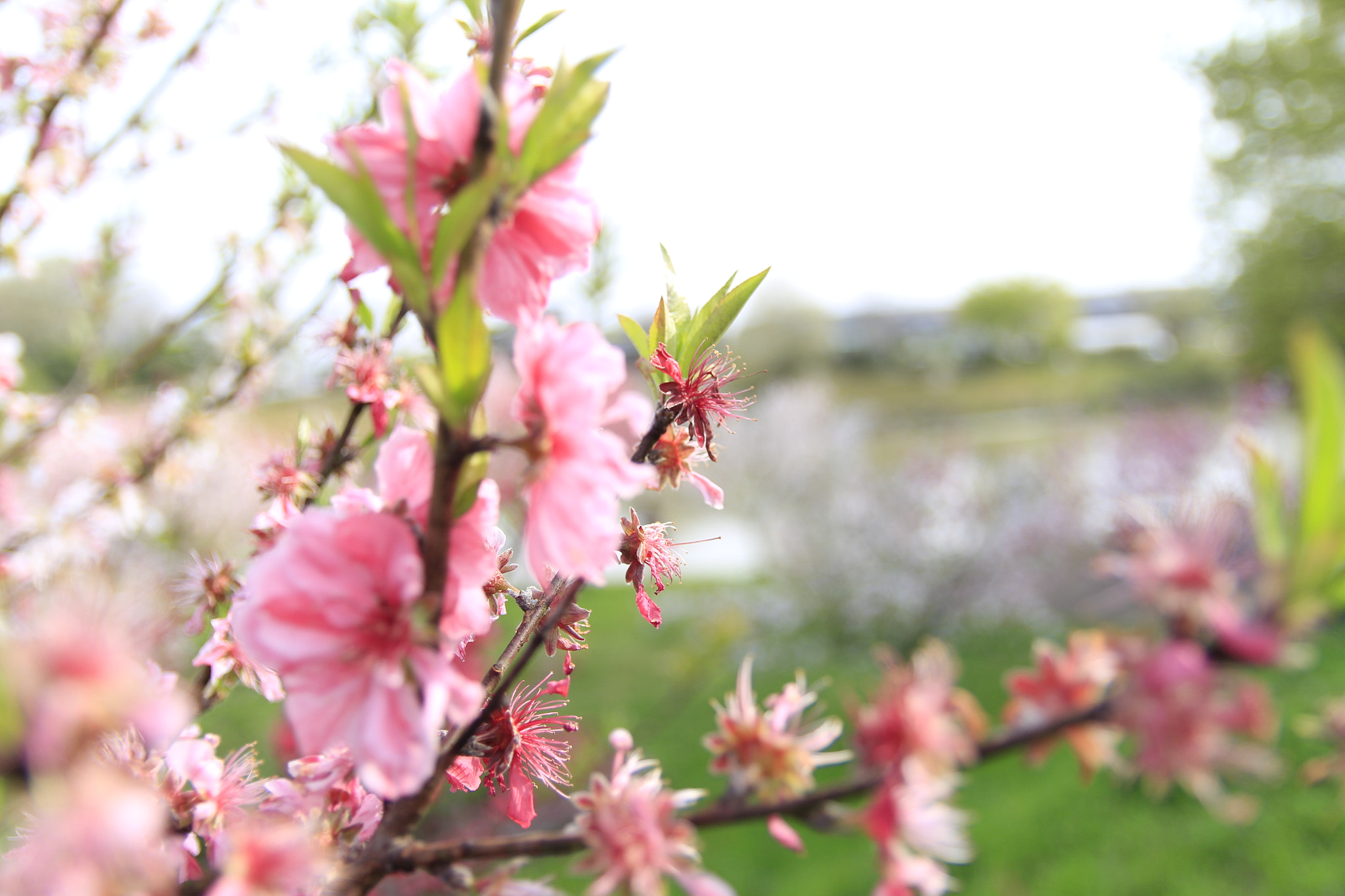 Canon EOS 700D (EOS Rebel T5i / EOS Kiss X7i) sample photo