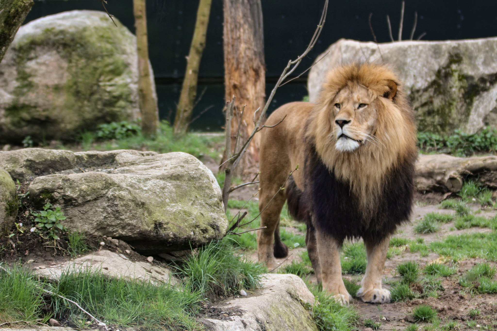 Canon EF 70-200mm F2.8L IS II USM sample photo. The lion king photography