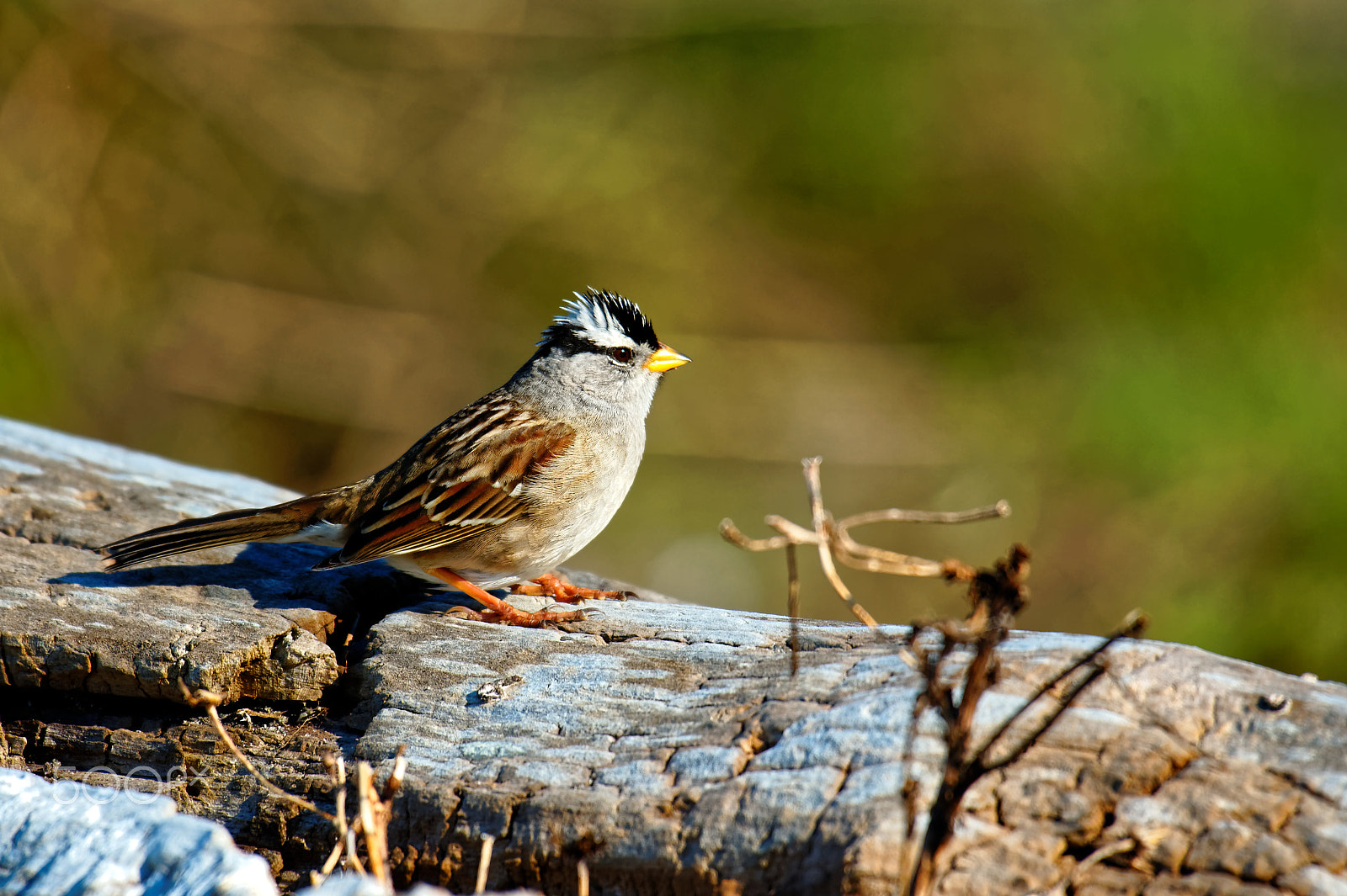 Nikon AF-S Nikkor 200-500mm F5.6E ED VR sample photo. White-crowned sparrow photography