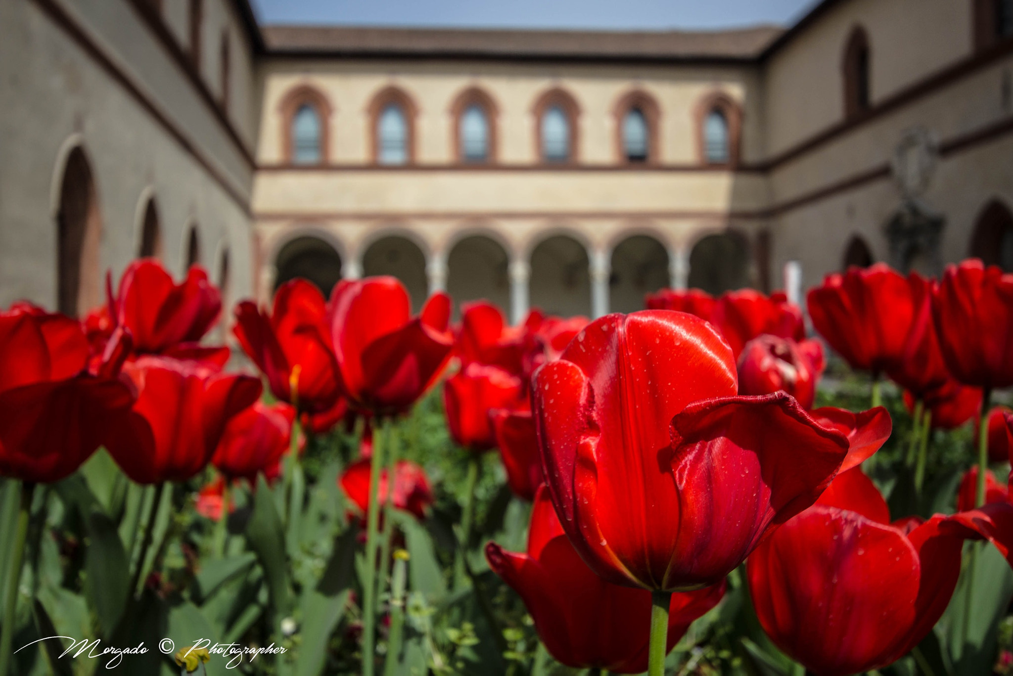 Canon EF-S 10-22mm F3.5-4.5 USM sample photo. Tulips on milan photography