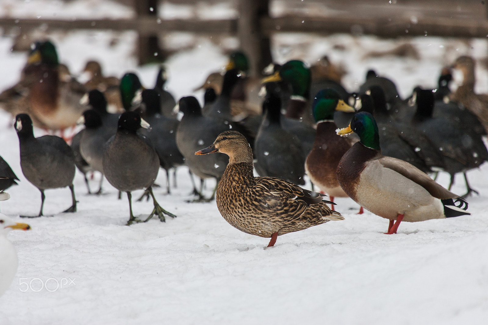 Canon EOS-1D Mark II + Canon EF 100-400mm F4.5-5.6L IS USM sample photo. Cold duck 5133 photography