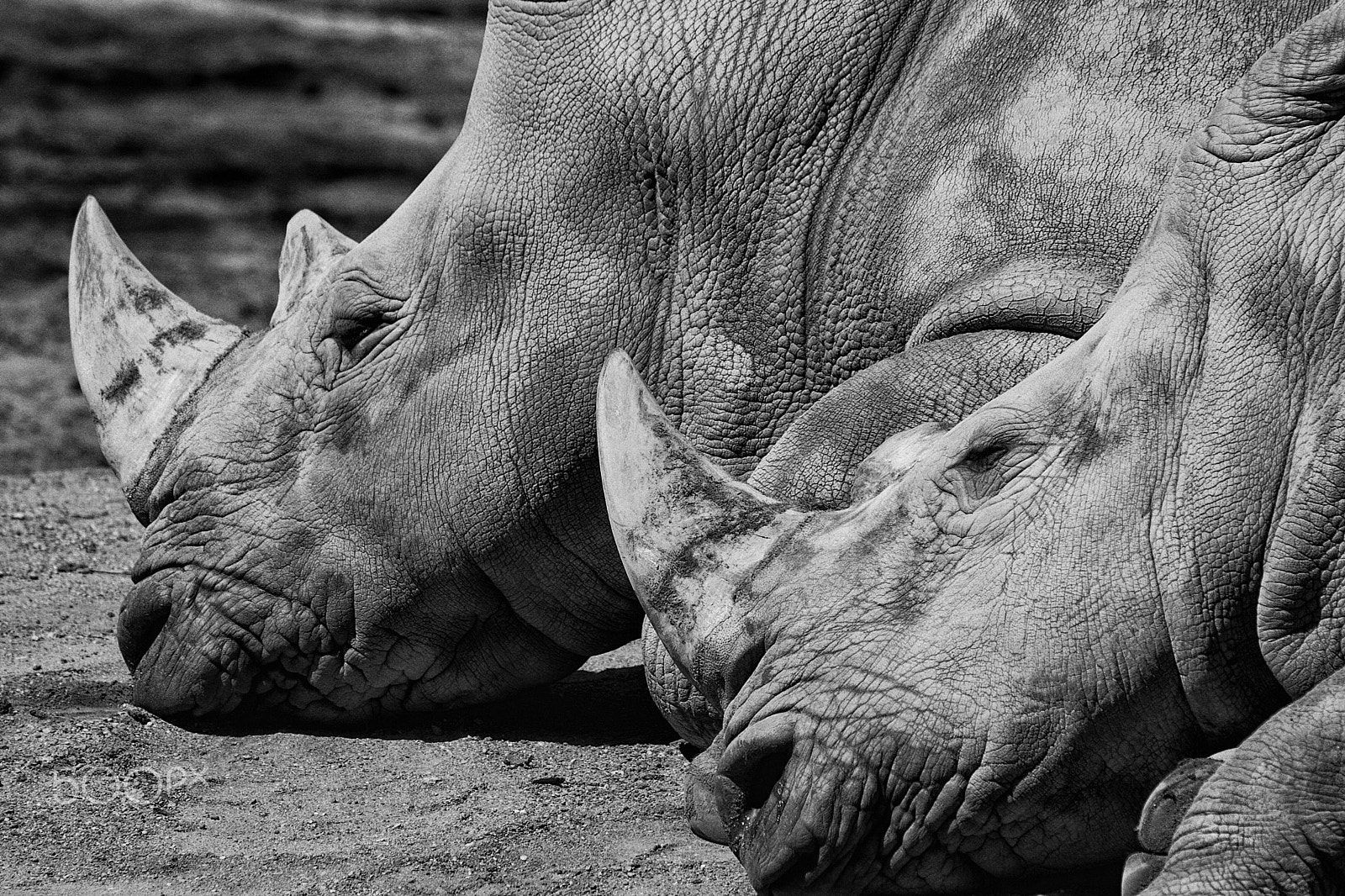 Canon EOS-1D Mark II sample photo. Rhinoceros pair 6750 photography
