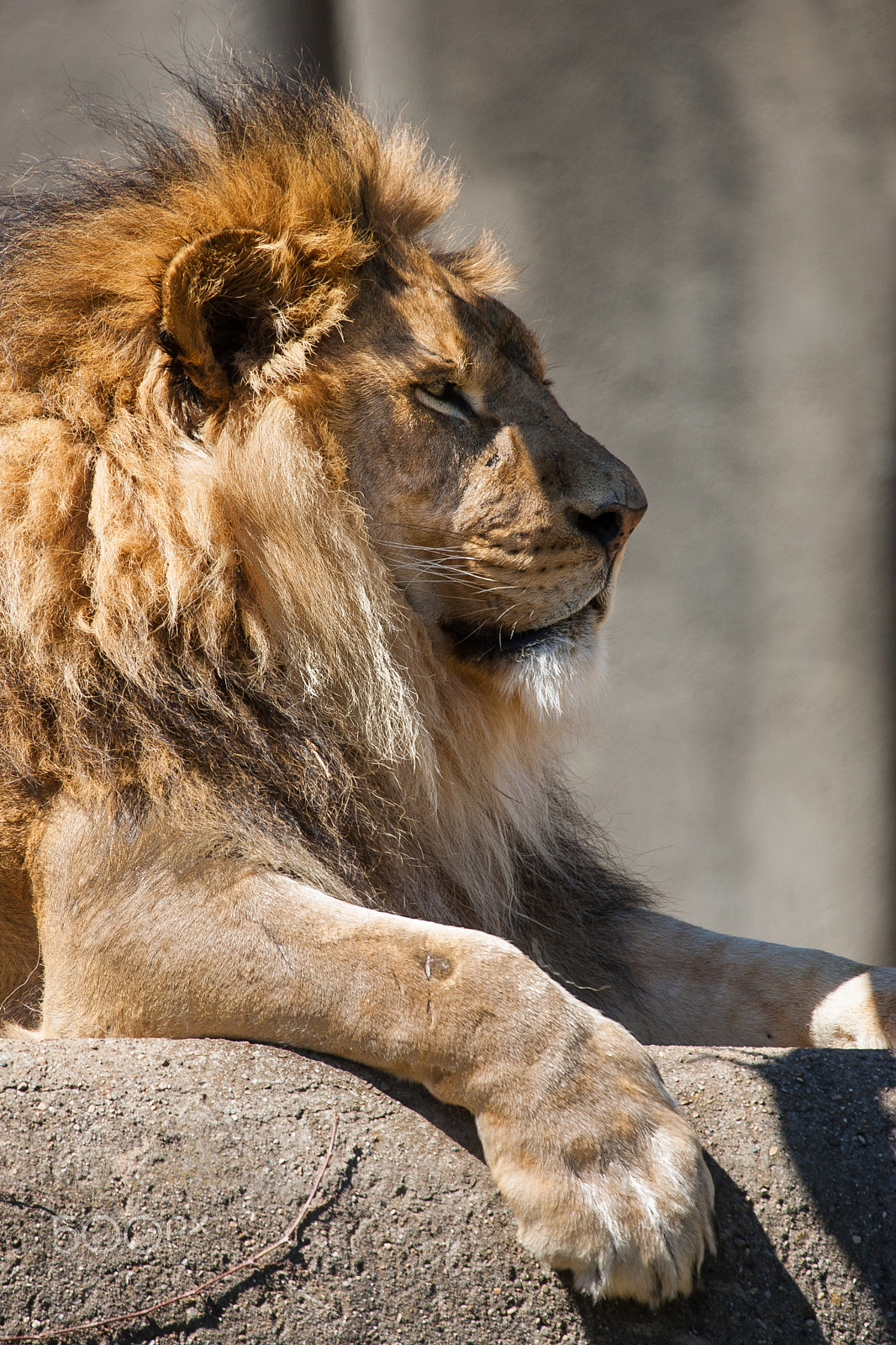 Canon EOS-1D Mark II + Canon EF 100-400mm F4.5-5.6L IS USM sample photo. King of the jungle 6872 photography