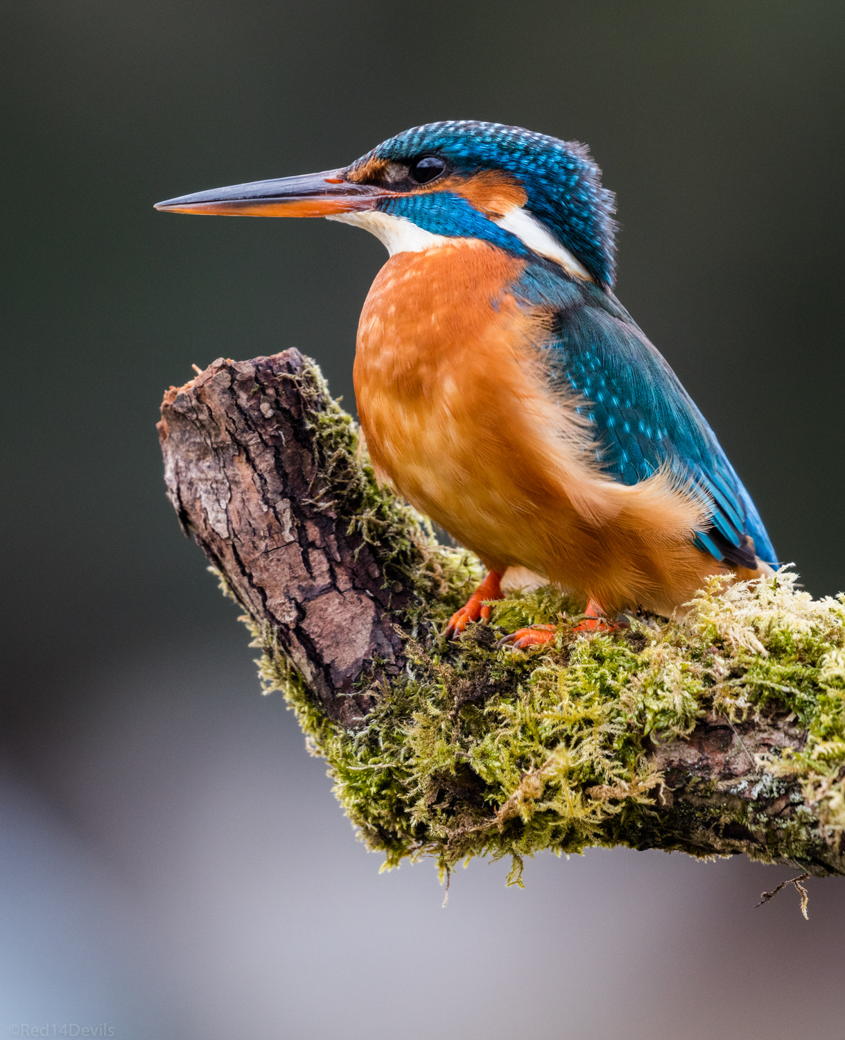 Canon EF 100-400mm F4.5-5.6L IS II USM sample photo. Kingfisher photography