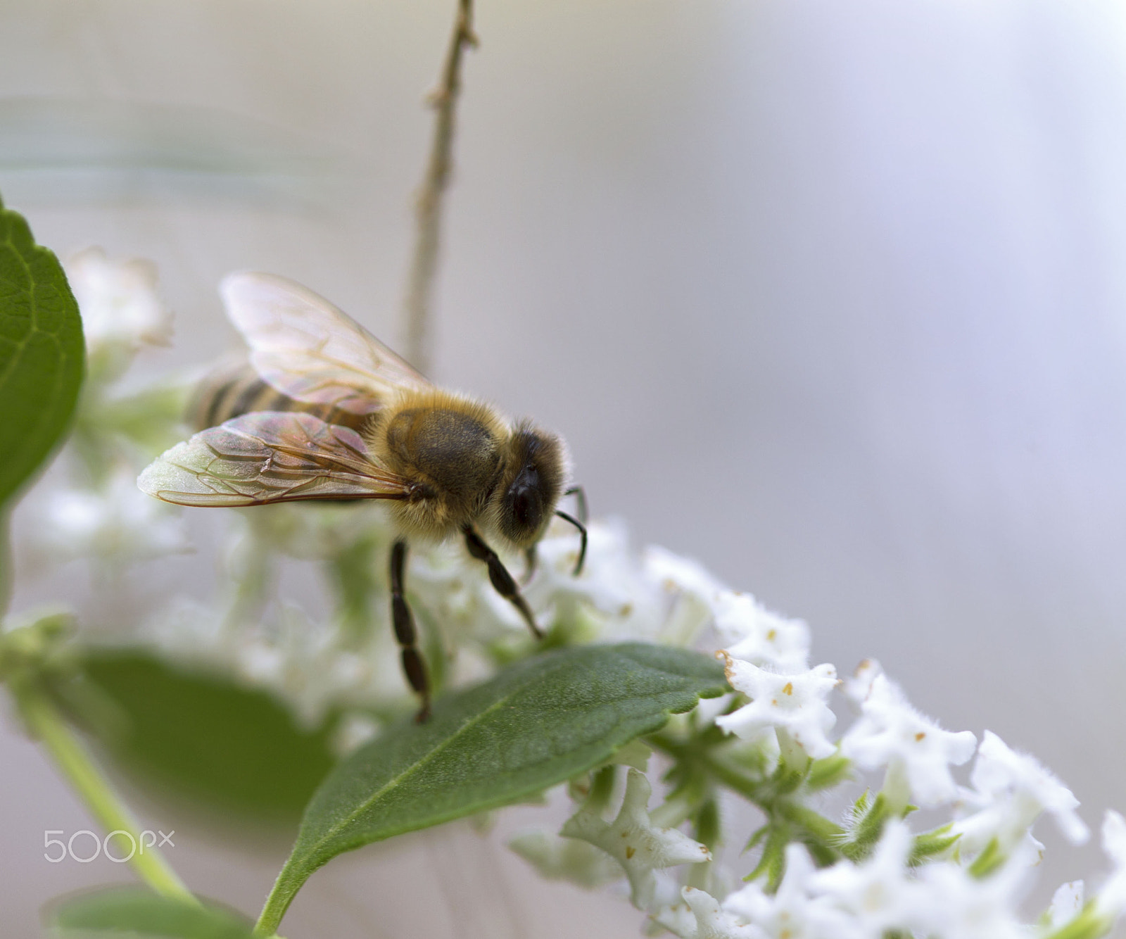 Canon EF 100mm F2.8 Macro USM sample photo. First bee photography