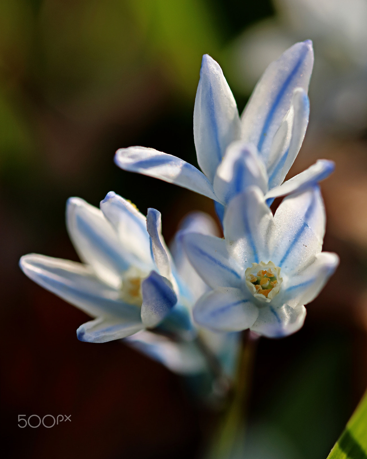 Canon EOS 760D (EOS Rebel T6s / EOS 8000D) sample photo. Blue stripe photography
