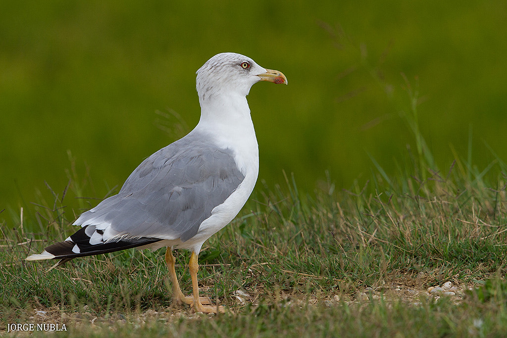 Canon EF 500mm F4L IS II USM sample photo. Gaviota patiamarilla (larus michahellis). photography